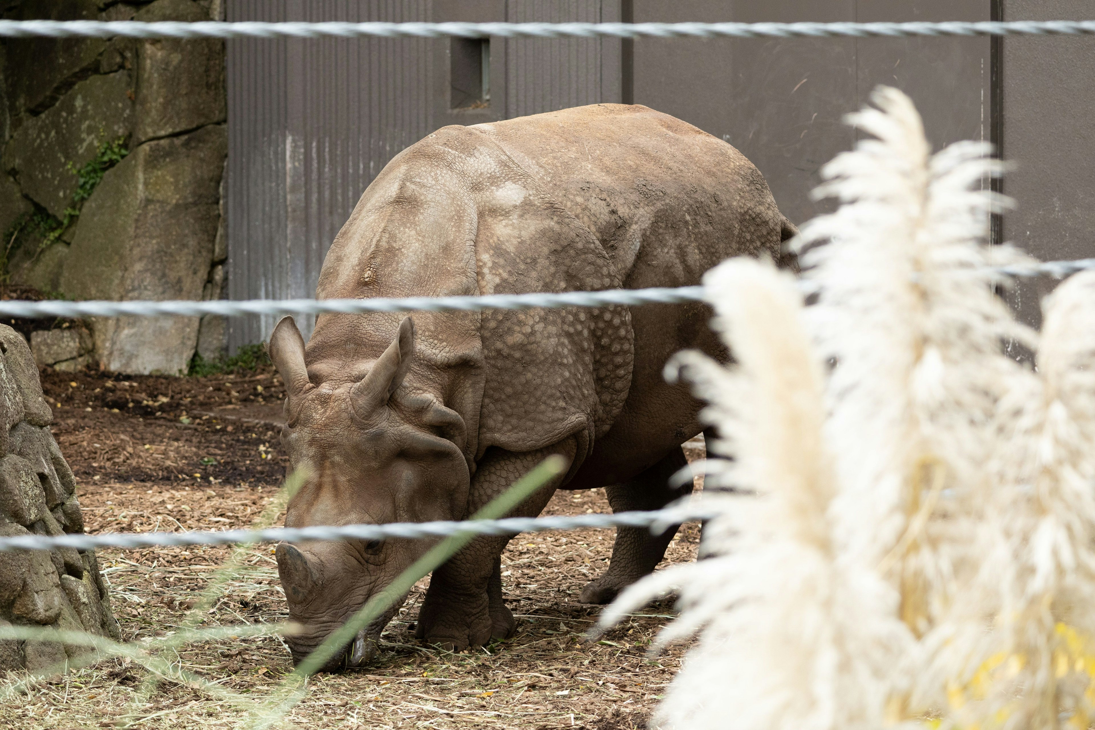 Un rinoceronte pastando en una escena de zoológico detrás de una cerca