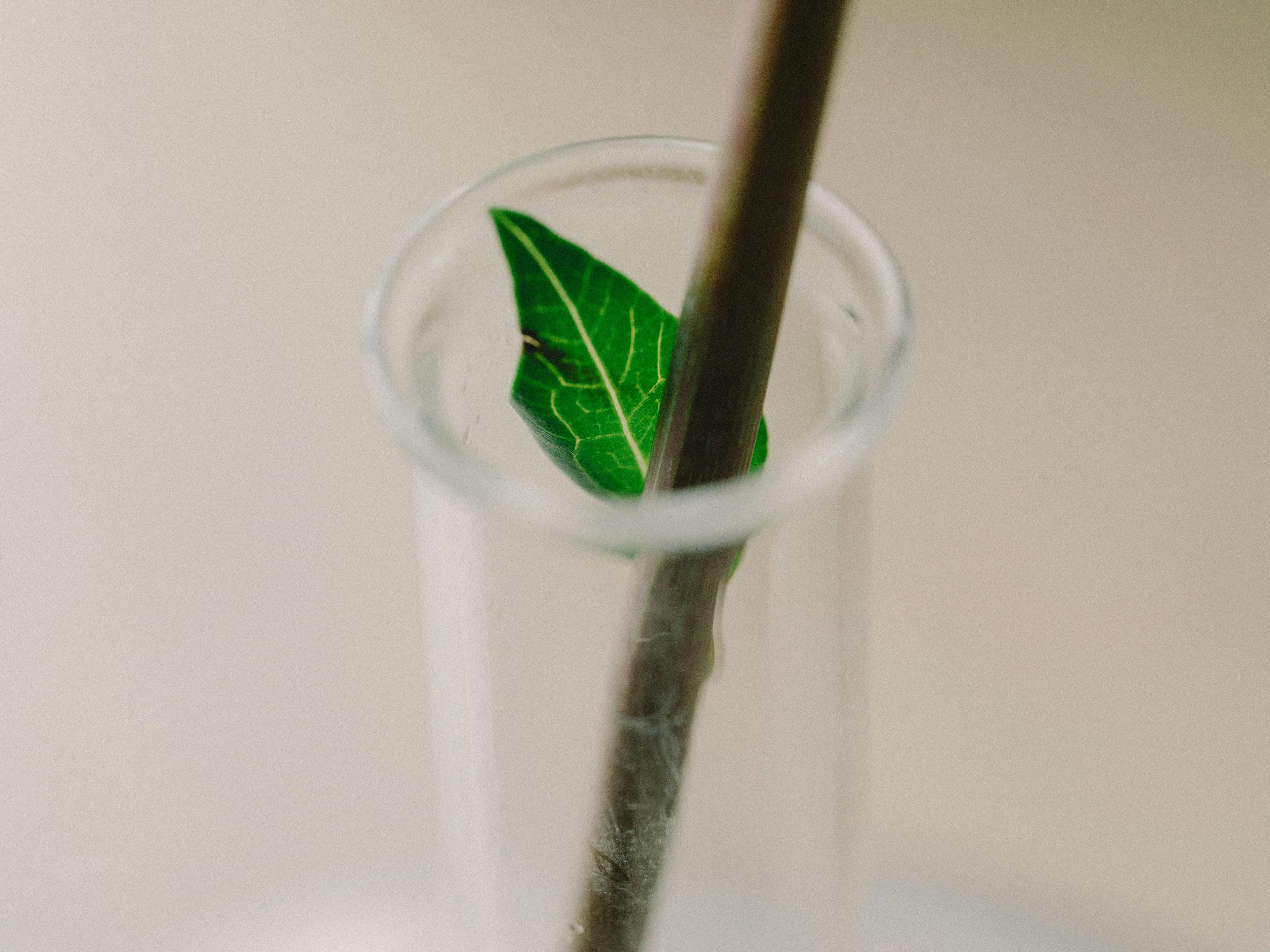 Hoja verde y rama delgada en un vaso transparente