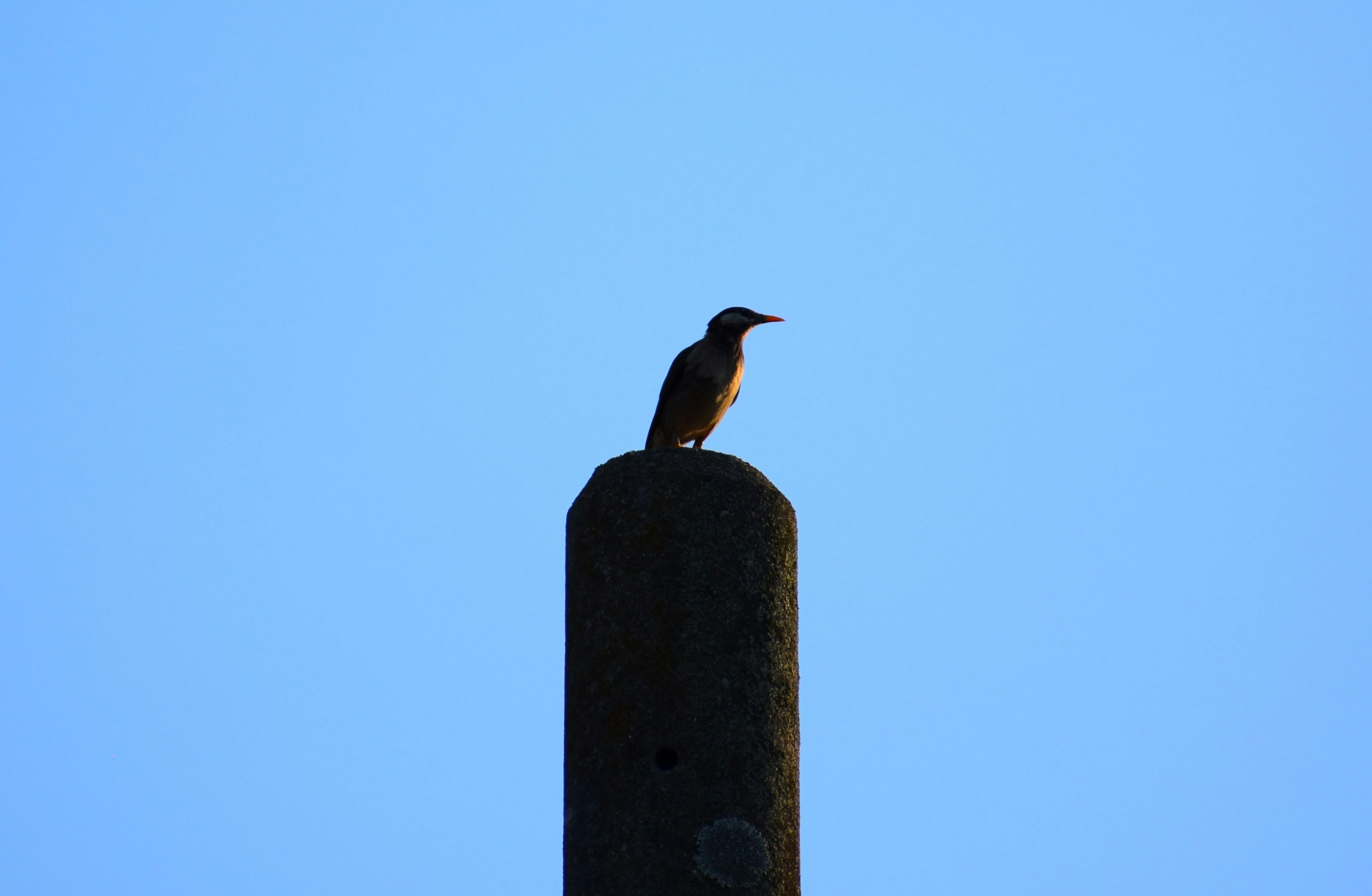 Silhouette of a bird perched on a pole against a blue sky