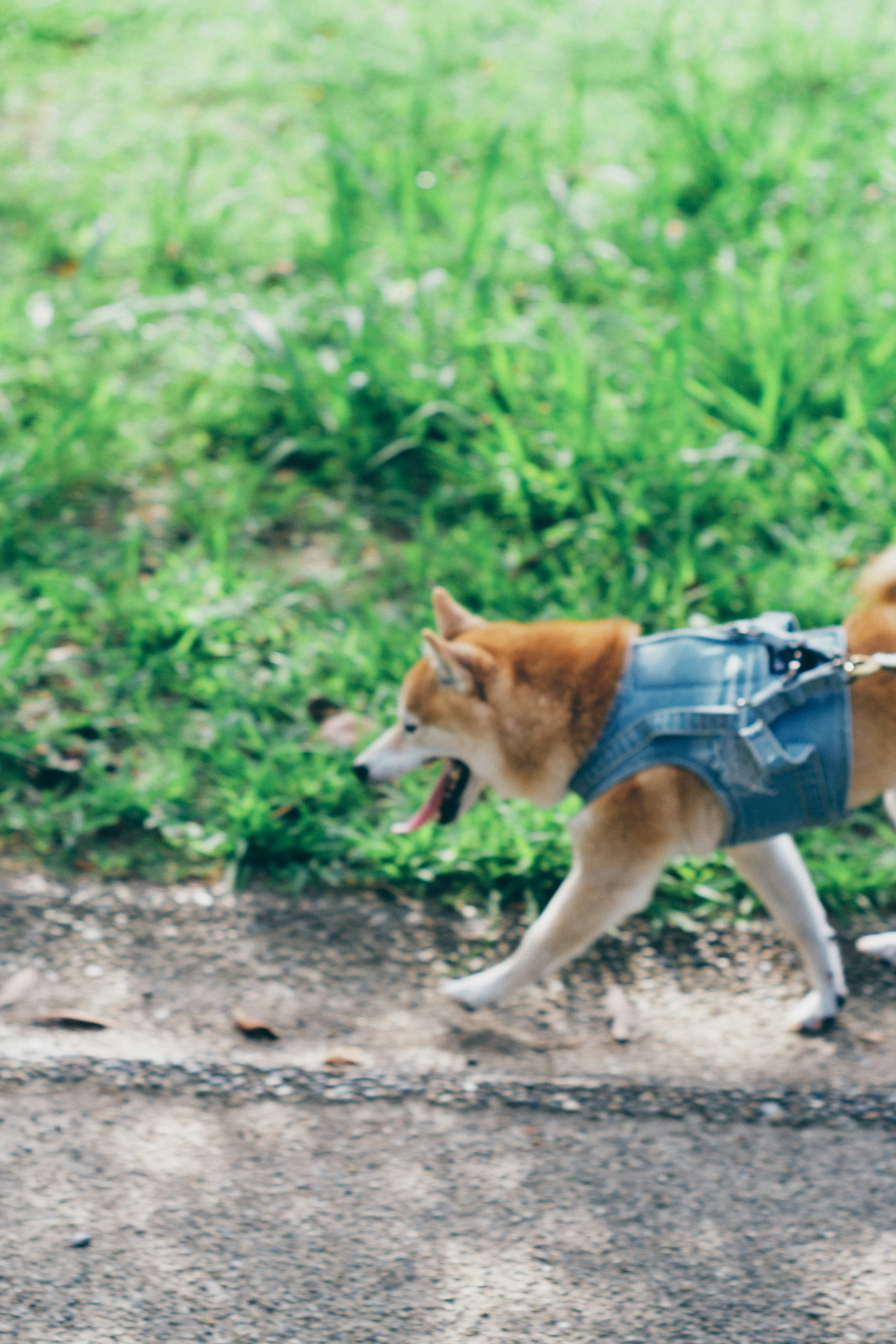 Shiba Inu berjalan di jalan dengan rumput hijau