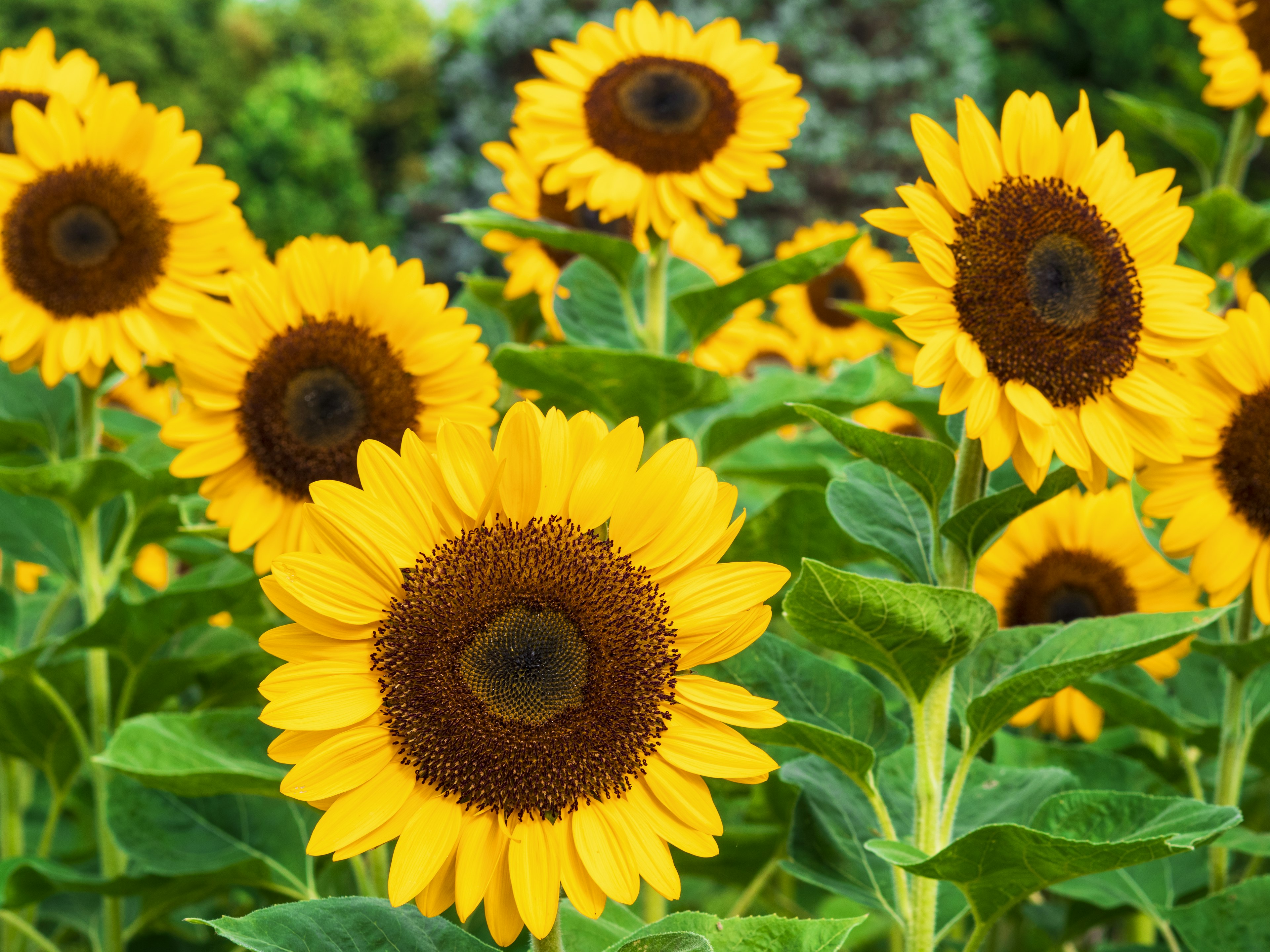 A vibrant field of sunflowers in full bloom