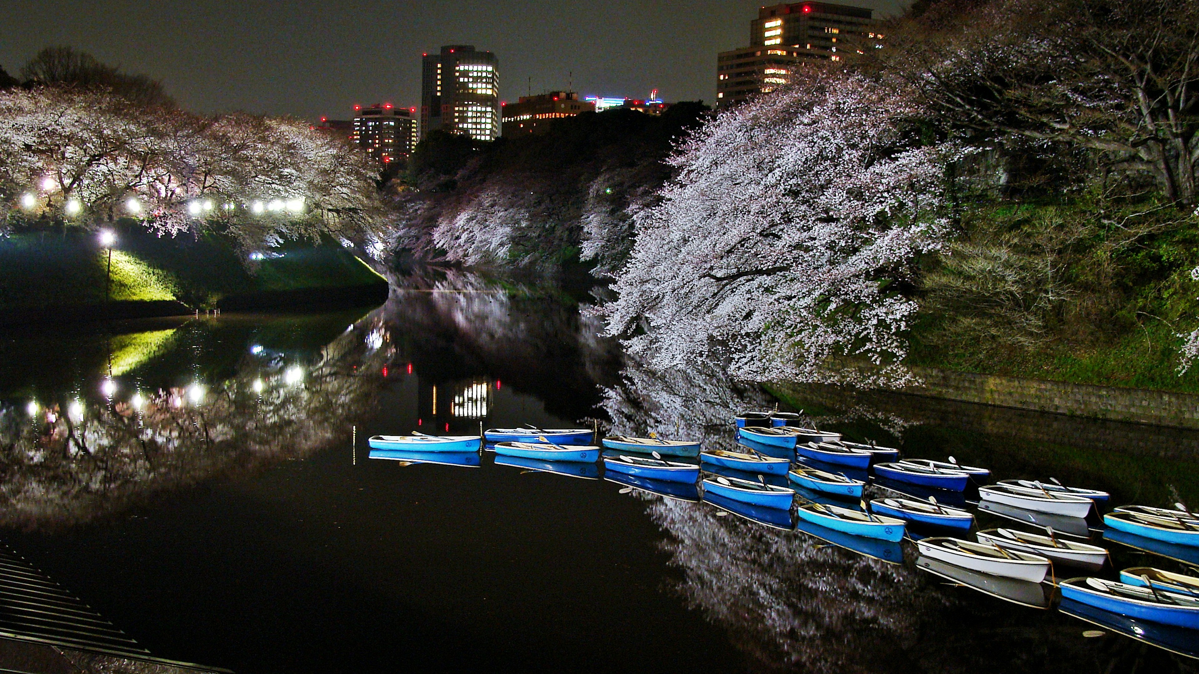 Beautiful night view of cherry blossoms and lined boats