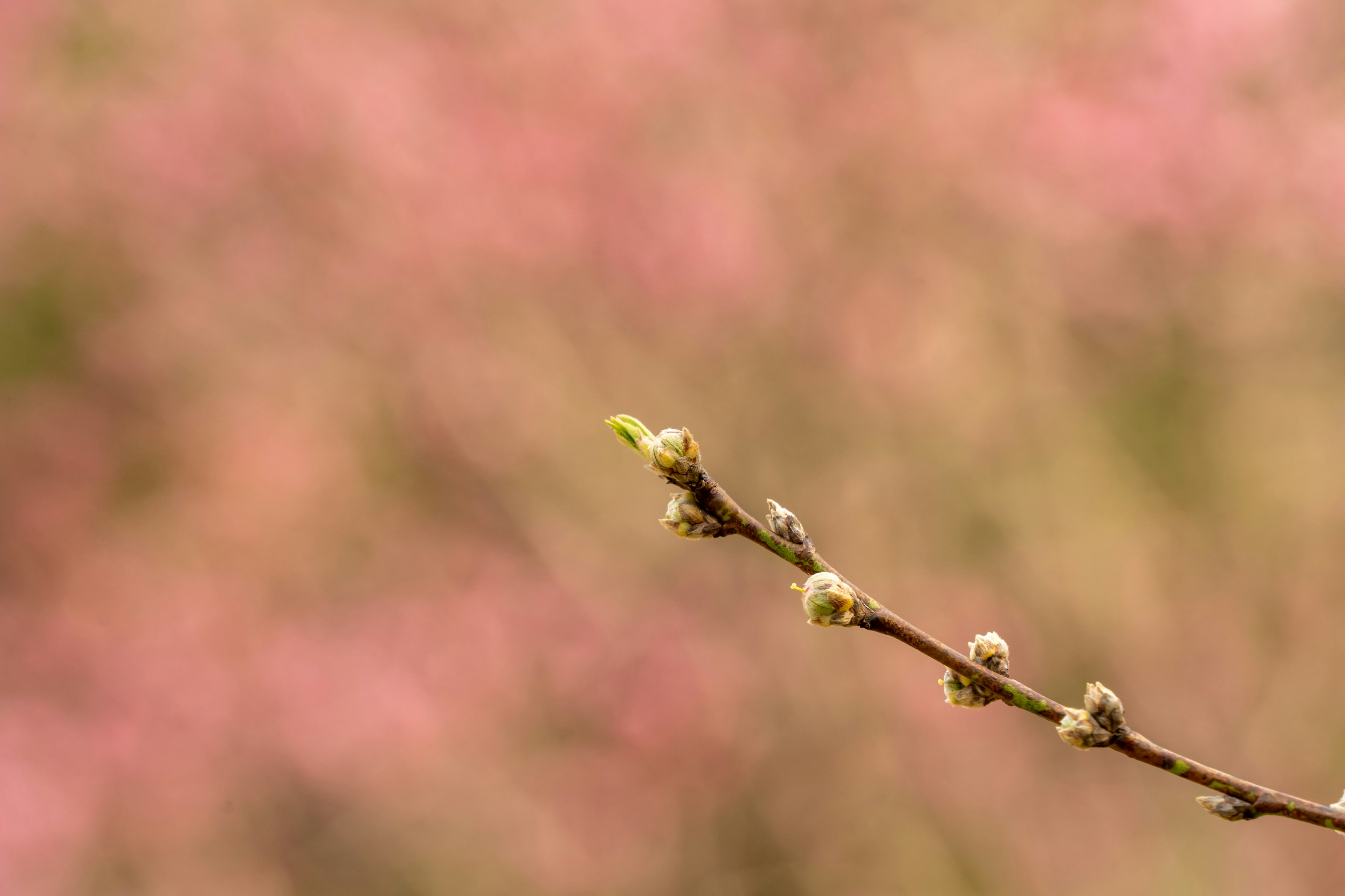 Gros plan d'une brindille avec des feuilles bourgeonnantes sur fond rose