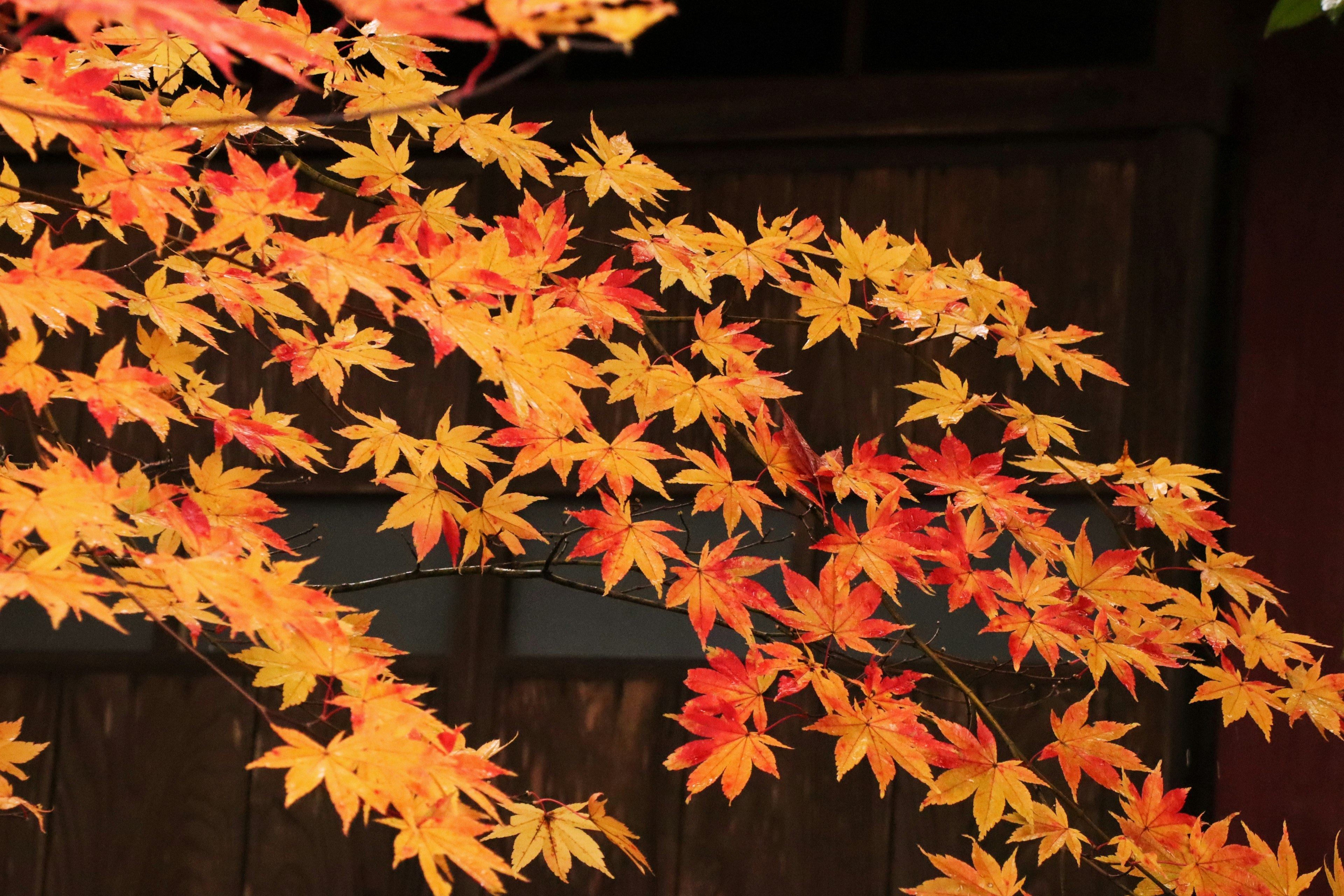 Close-up of vibrant orange and red autumn leaves on a branch