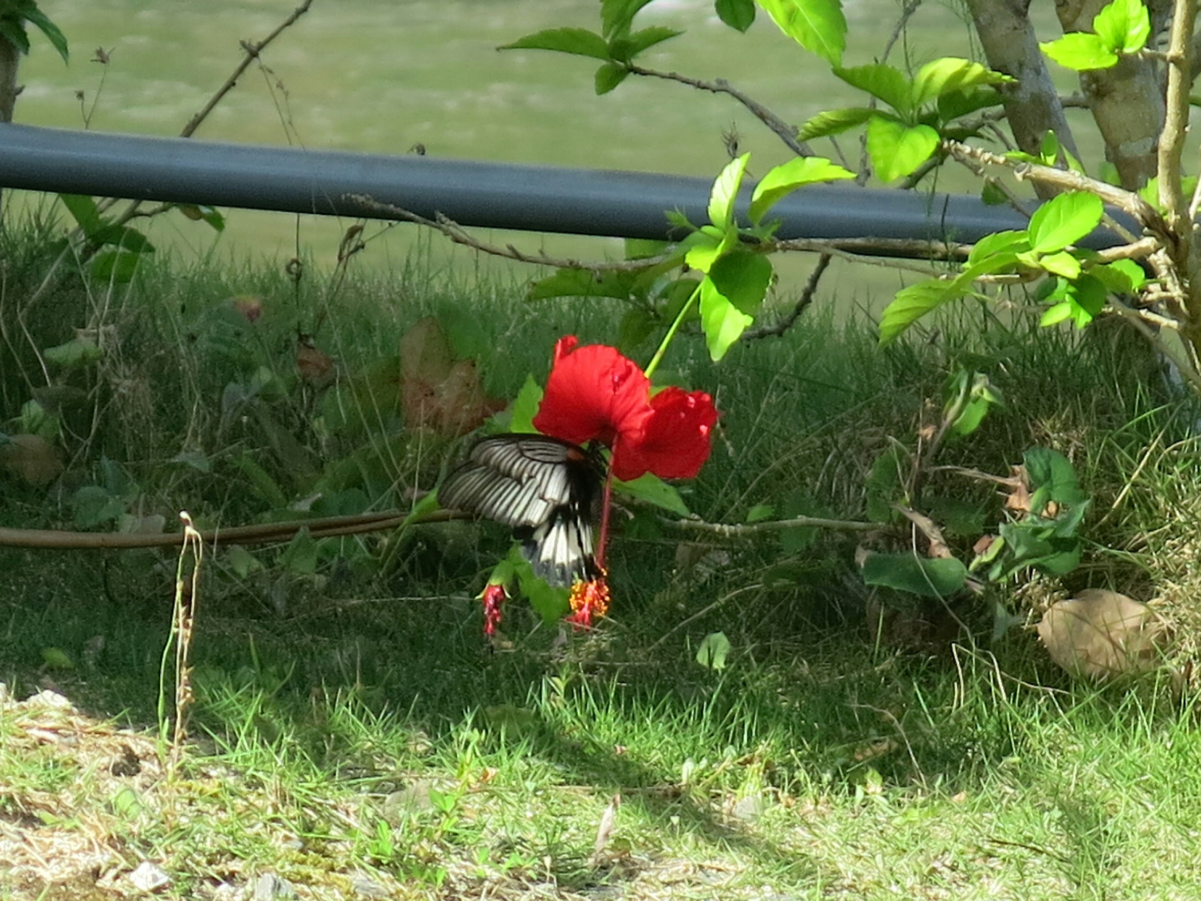 赤い花にとまる鳥の鮮やかな姿