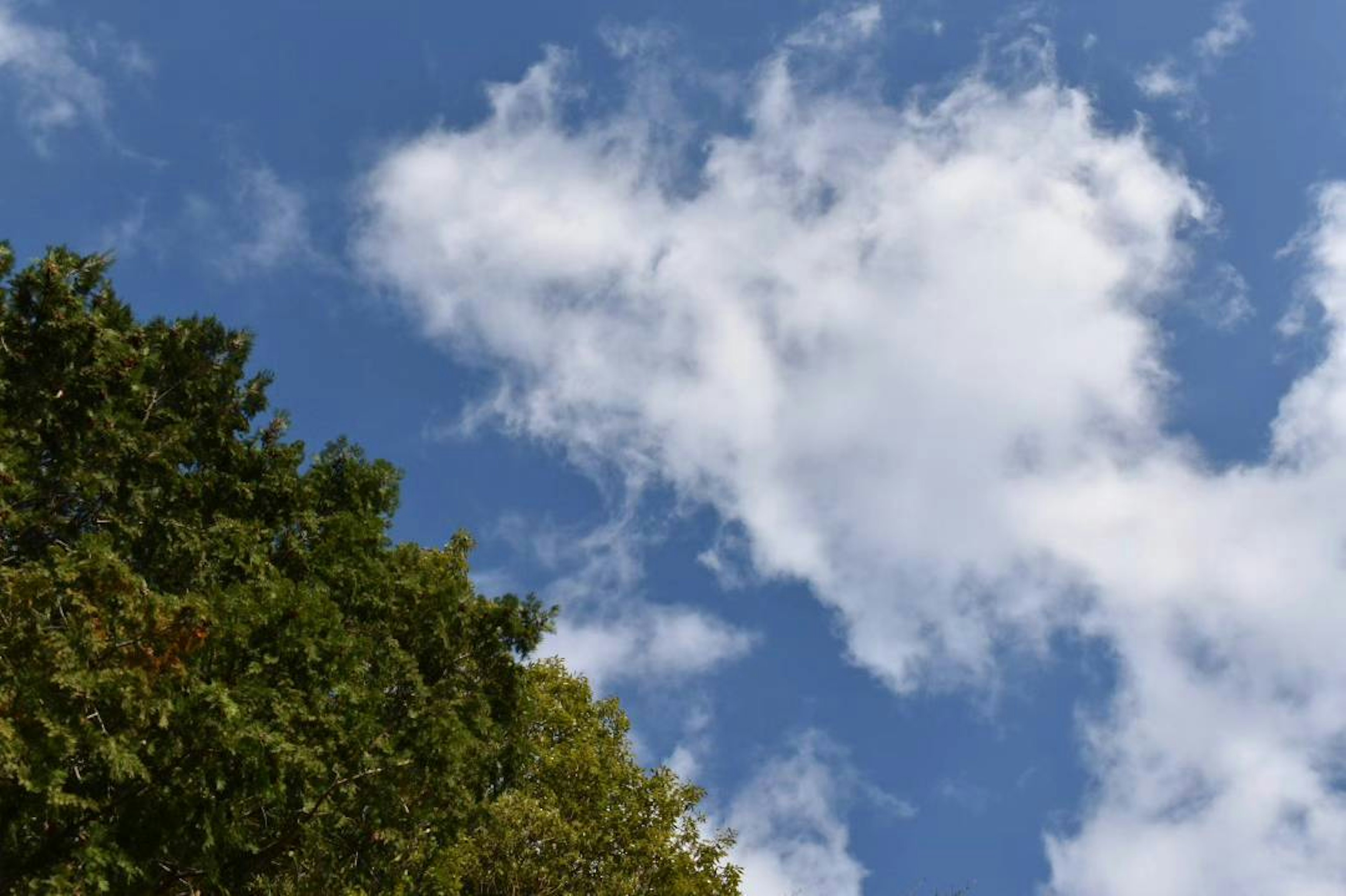 青空に浮かぶ白い雲と緑の木々のコントラスト