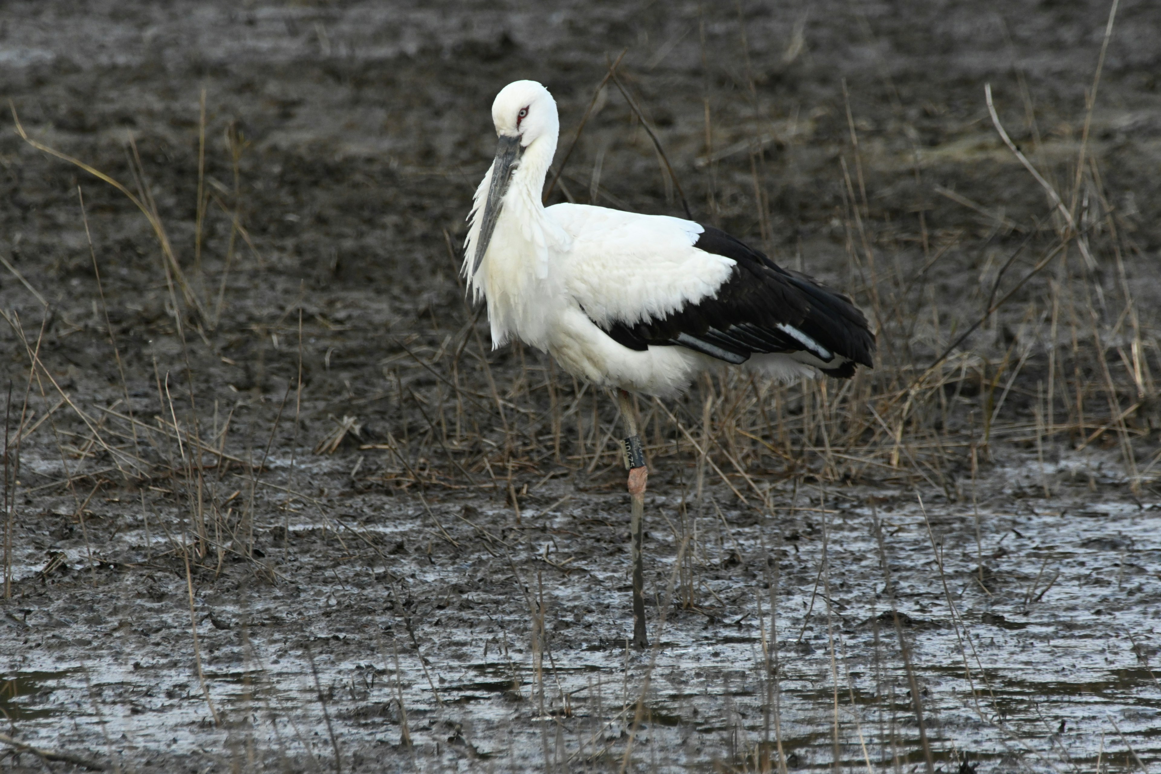 Un airone bianco e nero in piedi in un'area umida