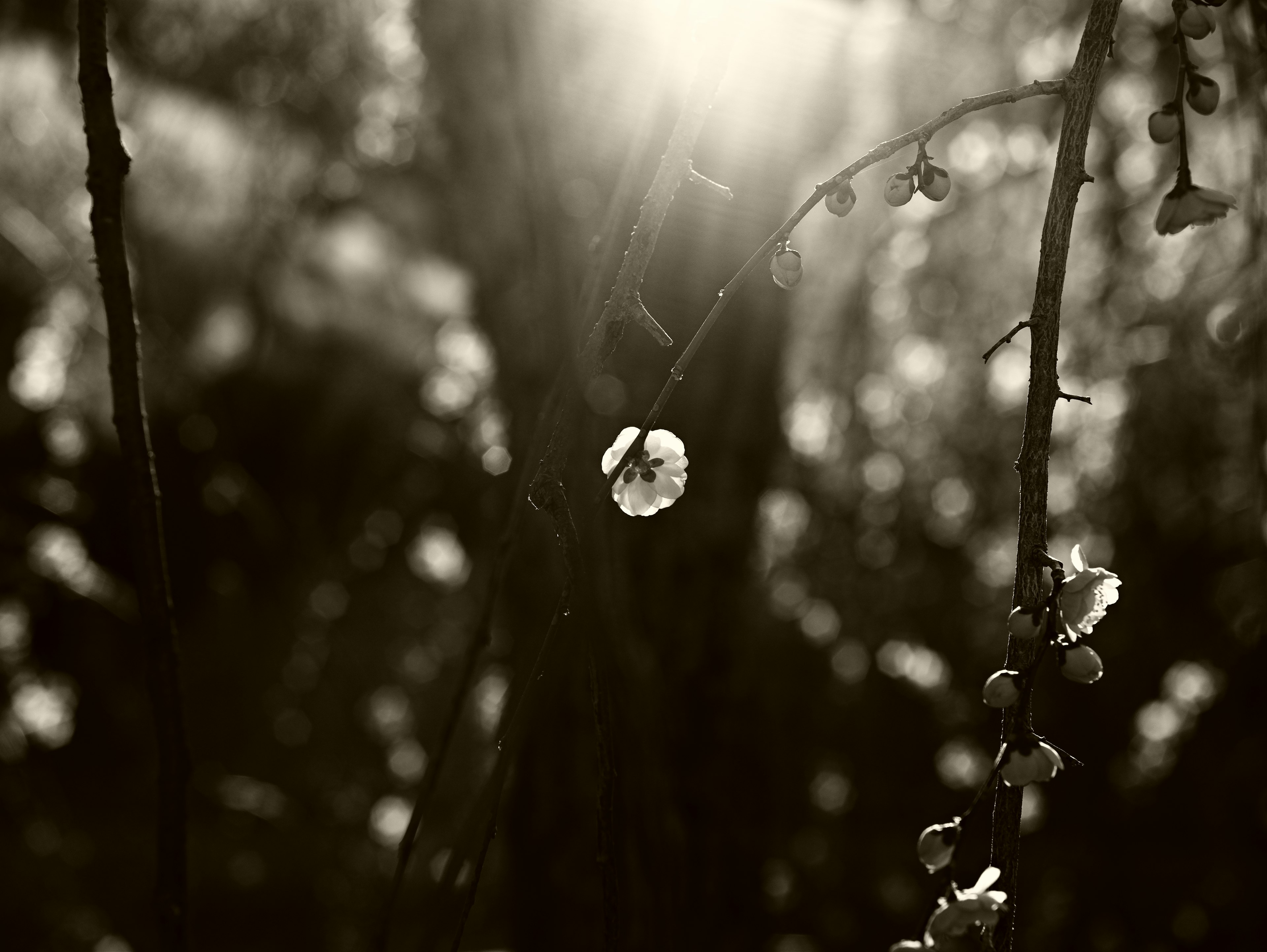 Schwarzweißfoto von verschwommenen Blumen und Ästen mit Gegenlicht