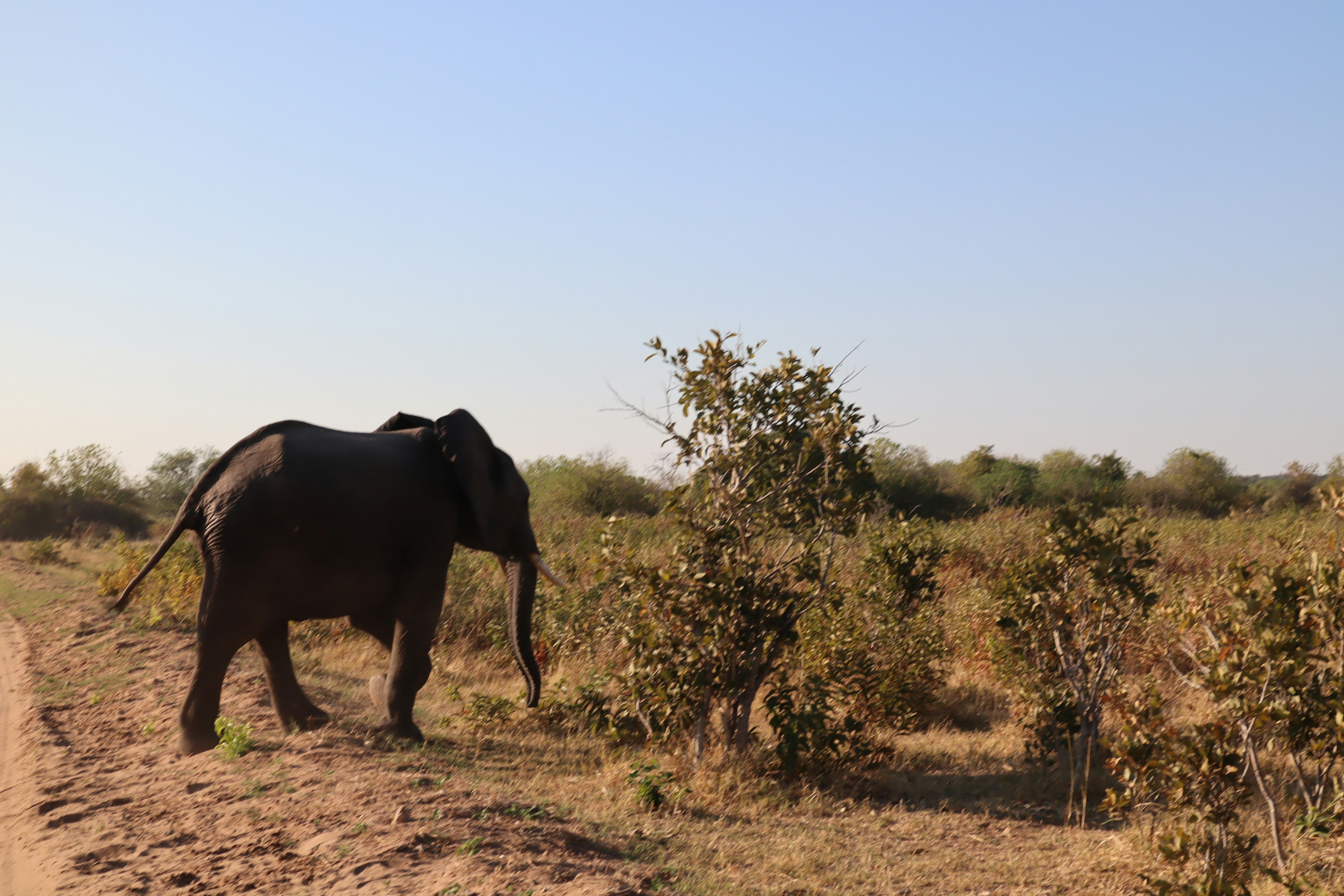 Una vista posteriore di un elefante che cammina attraverso una savana con cespugli circostanti