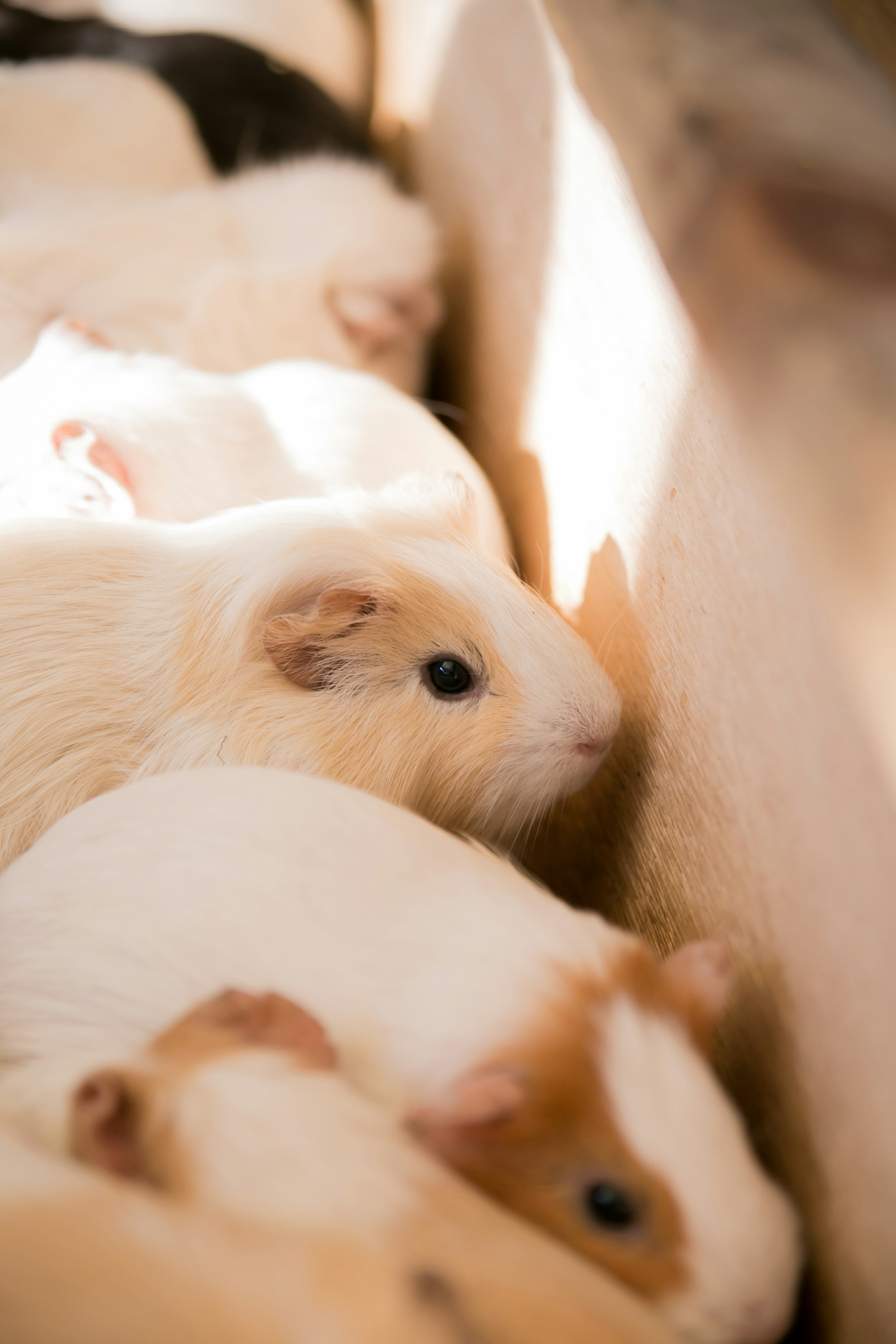 A warm scene of several guinea pigs gathered together