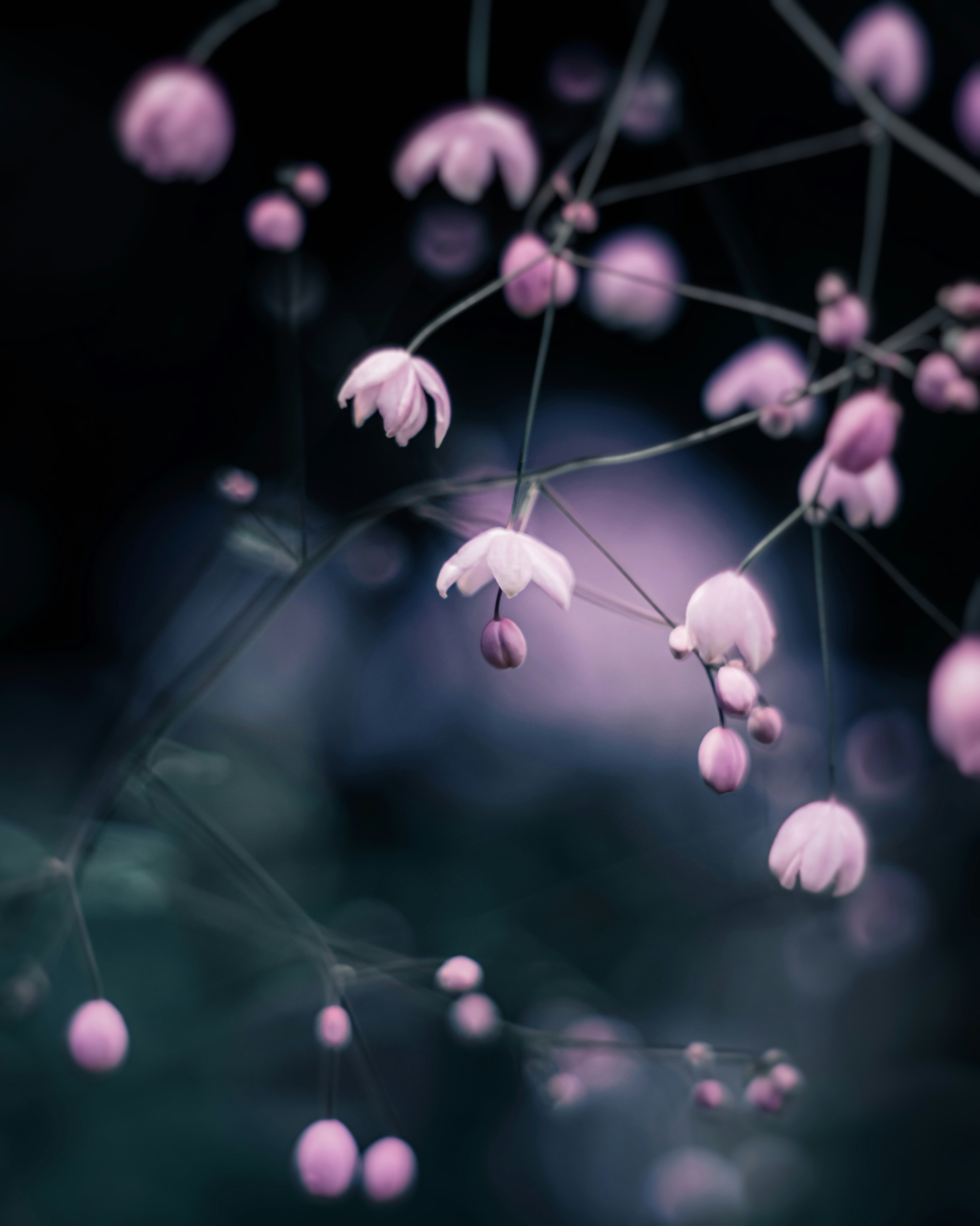 Hermosa imagen de flores rosas delicadas y botones contra un fondo suave