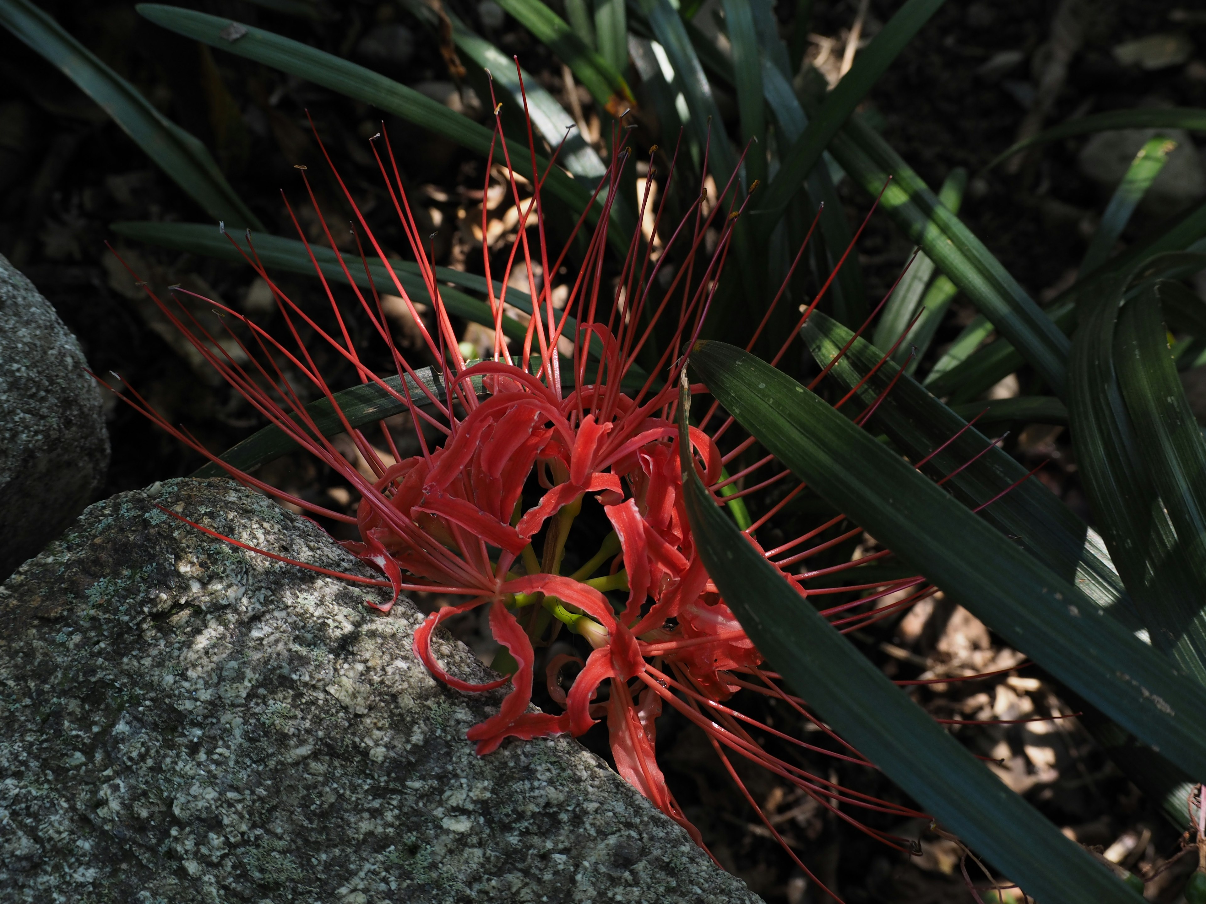 Une fleur rouge vif entourée de feuilles vertes et de pierres