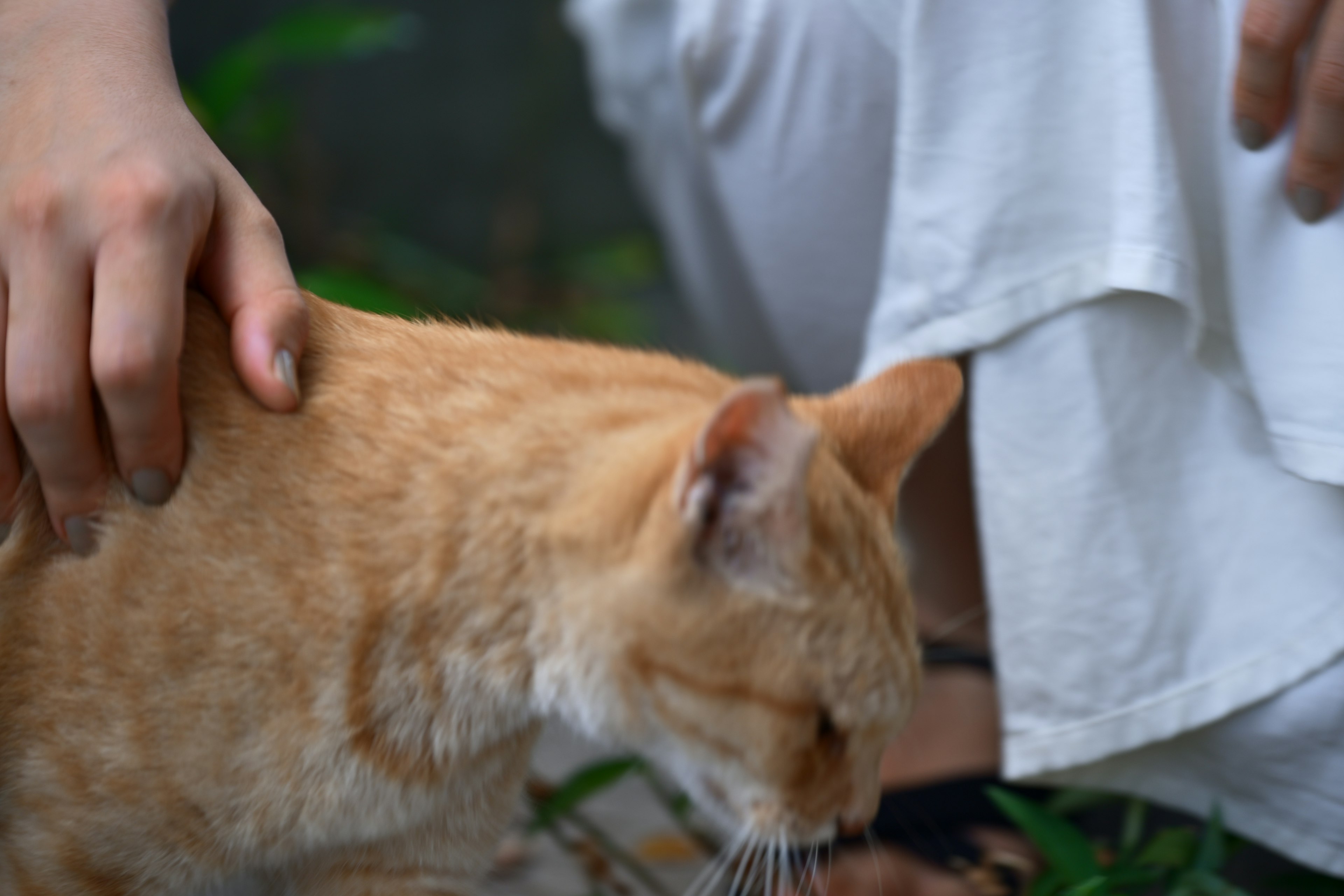 オレンジ色の猫が優しく撫でられているシーン