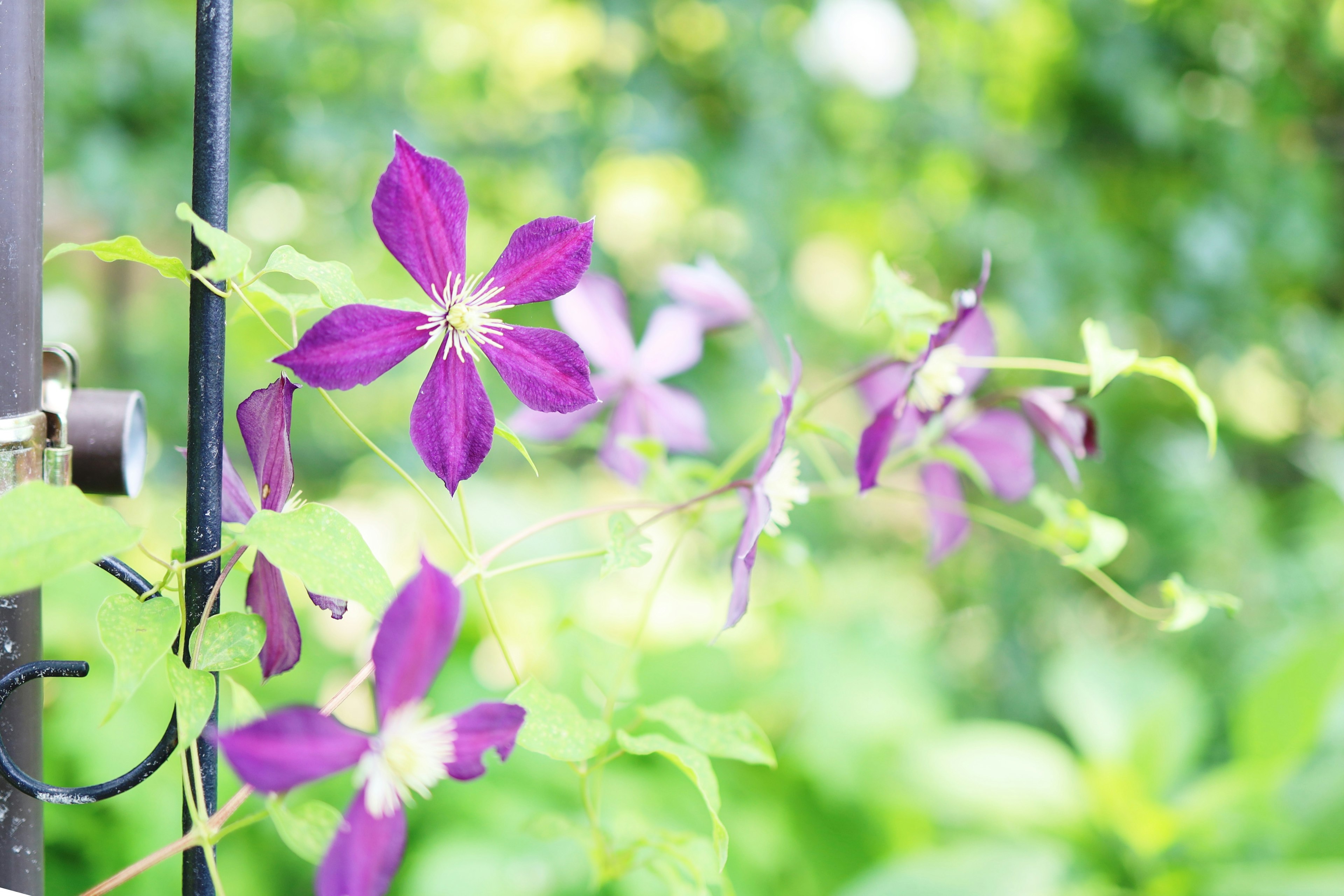 Lila Clematisblüten blühen vor einem grünen Hintergrund