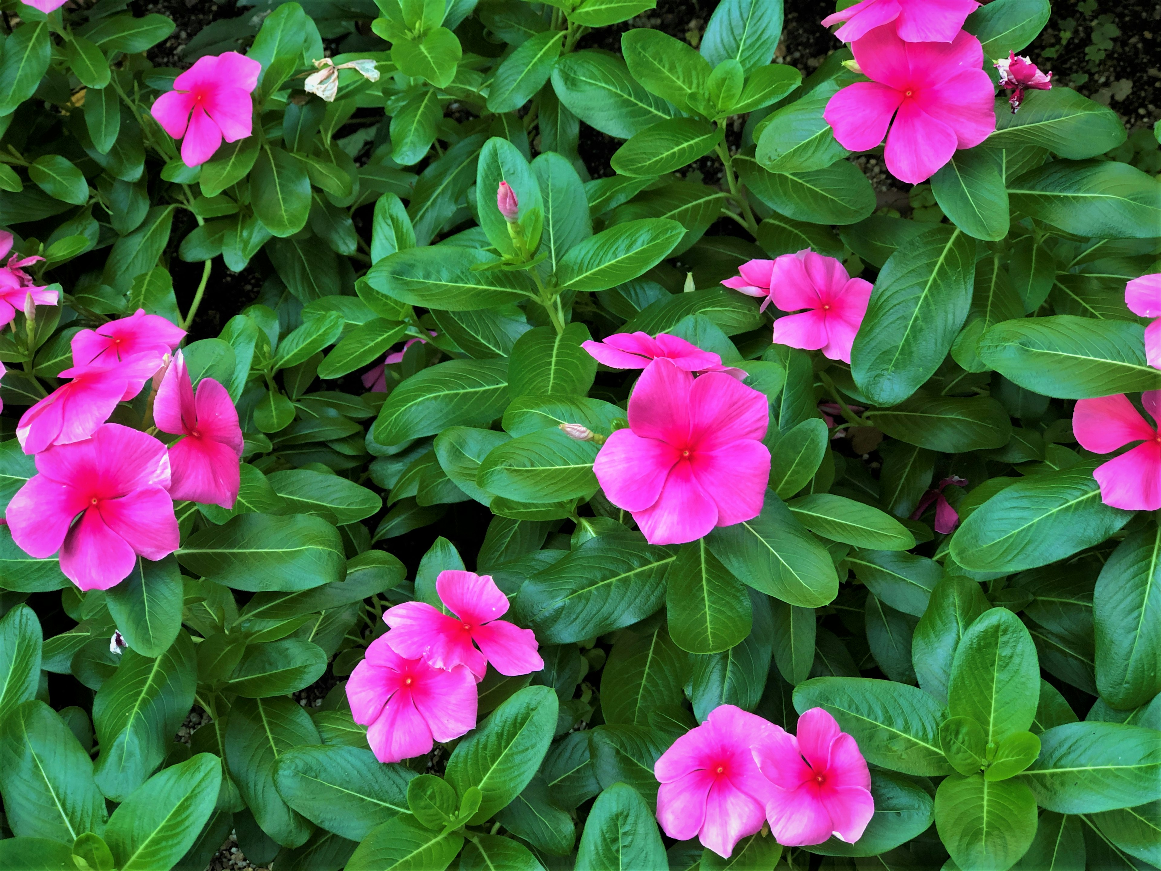 Lebendige rosa Blumen umgeben von grünen Blättern