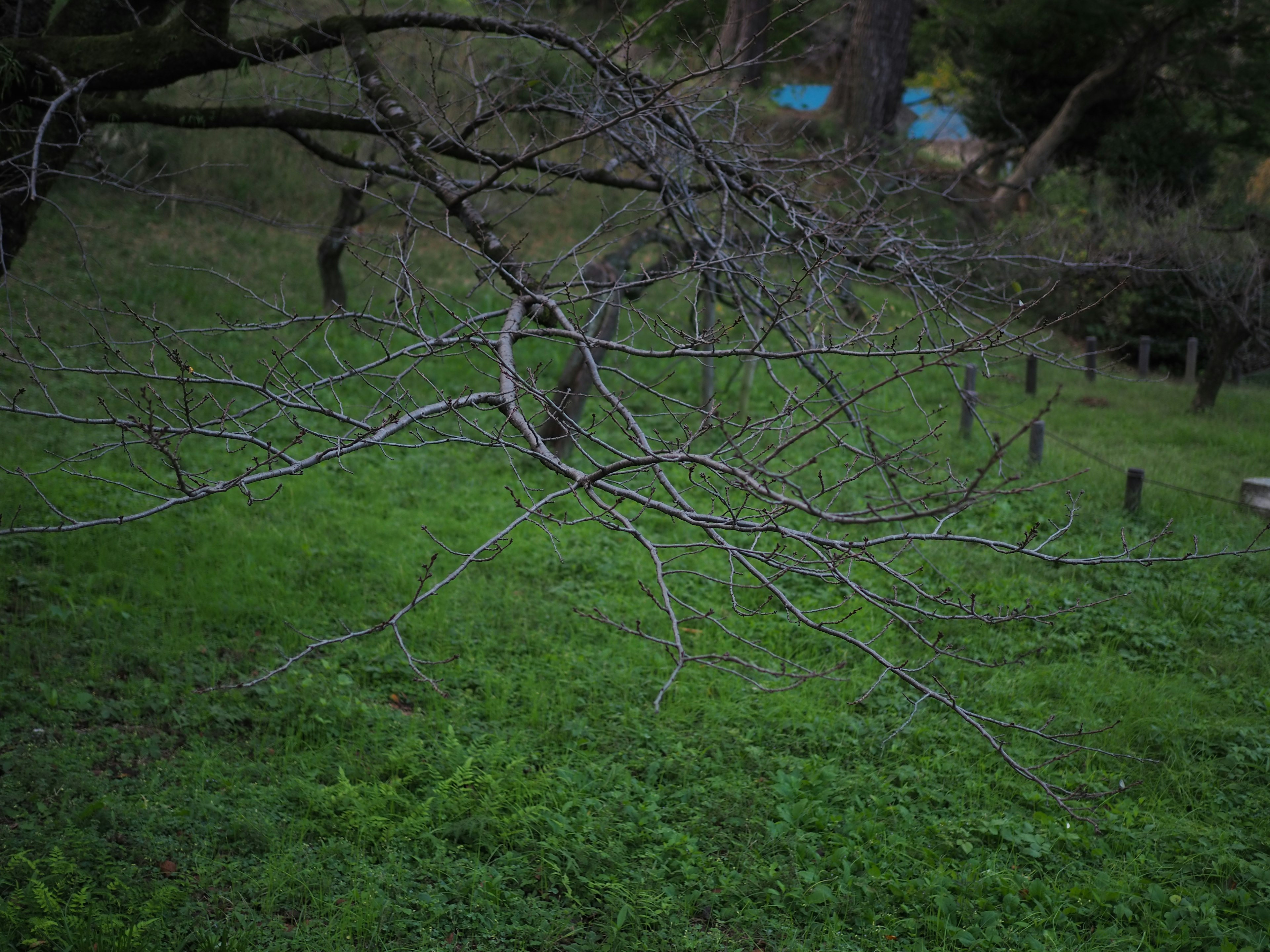 Un ramo secco di albero che si estende su un'area erbosa verde