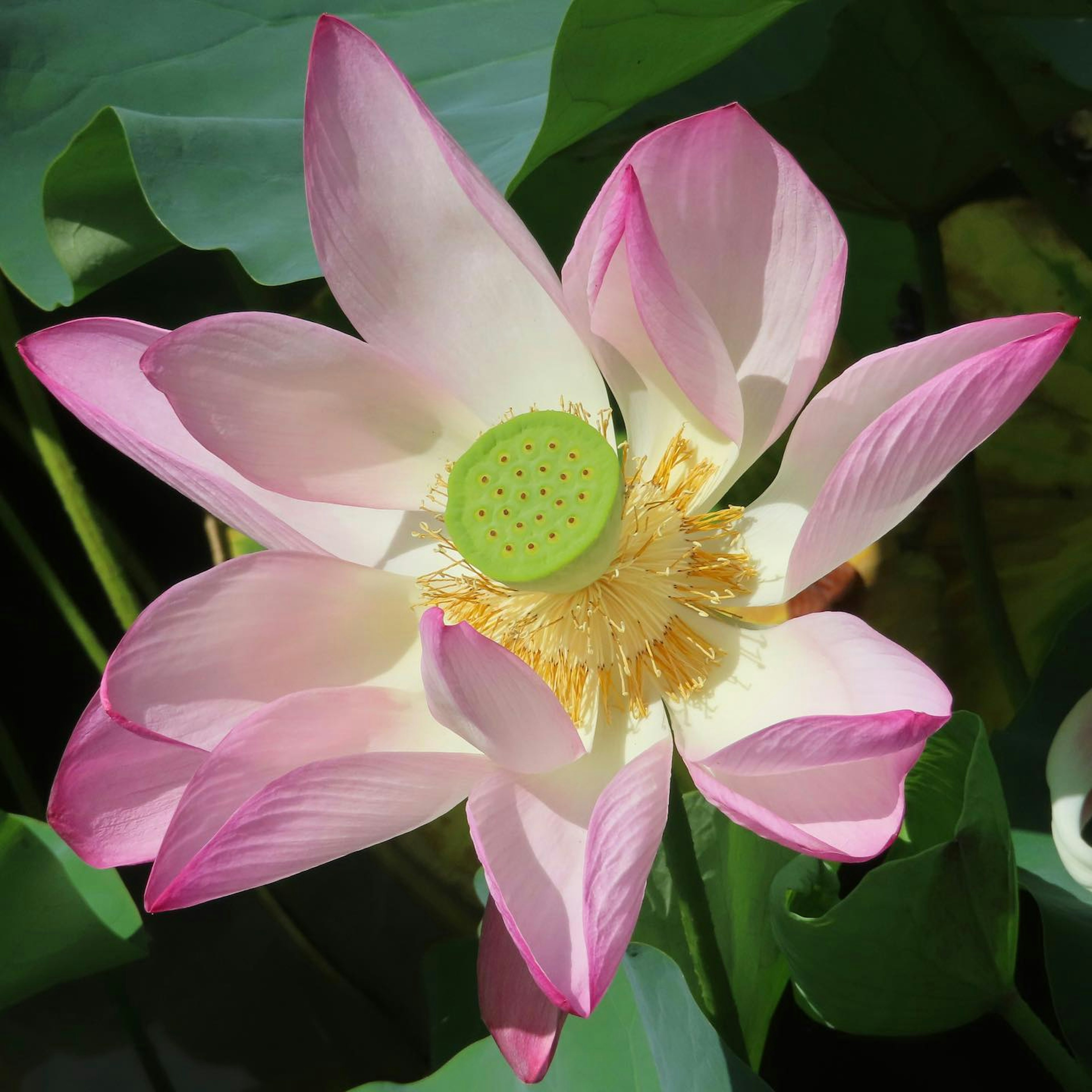 A beautiful pink lotus flower blooming among green leaves