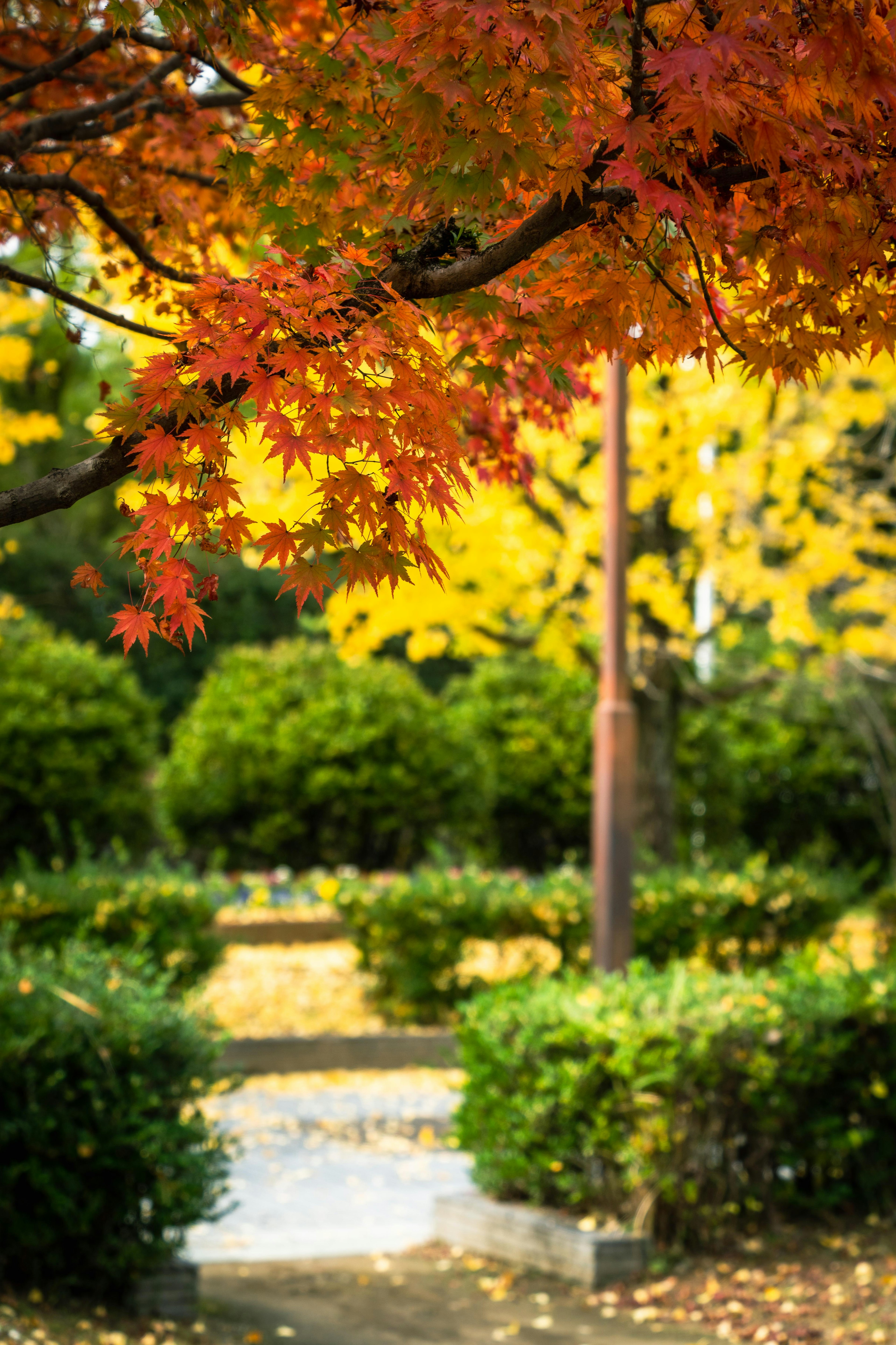 秋の紅葉が美しい公園の風景 黄色の葉と緑の木々が調和している