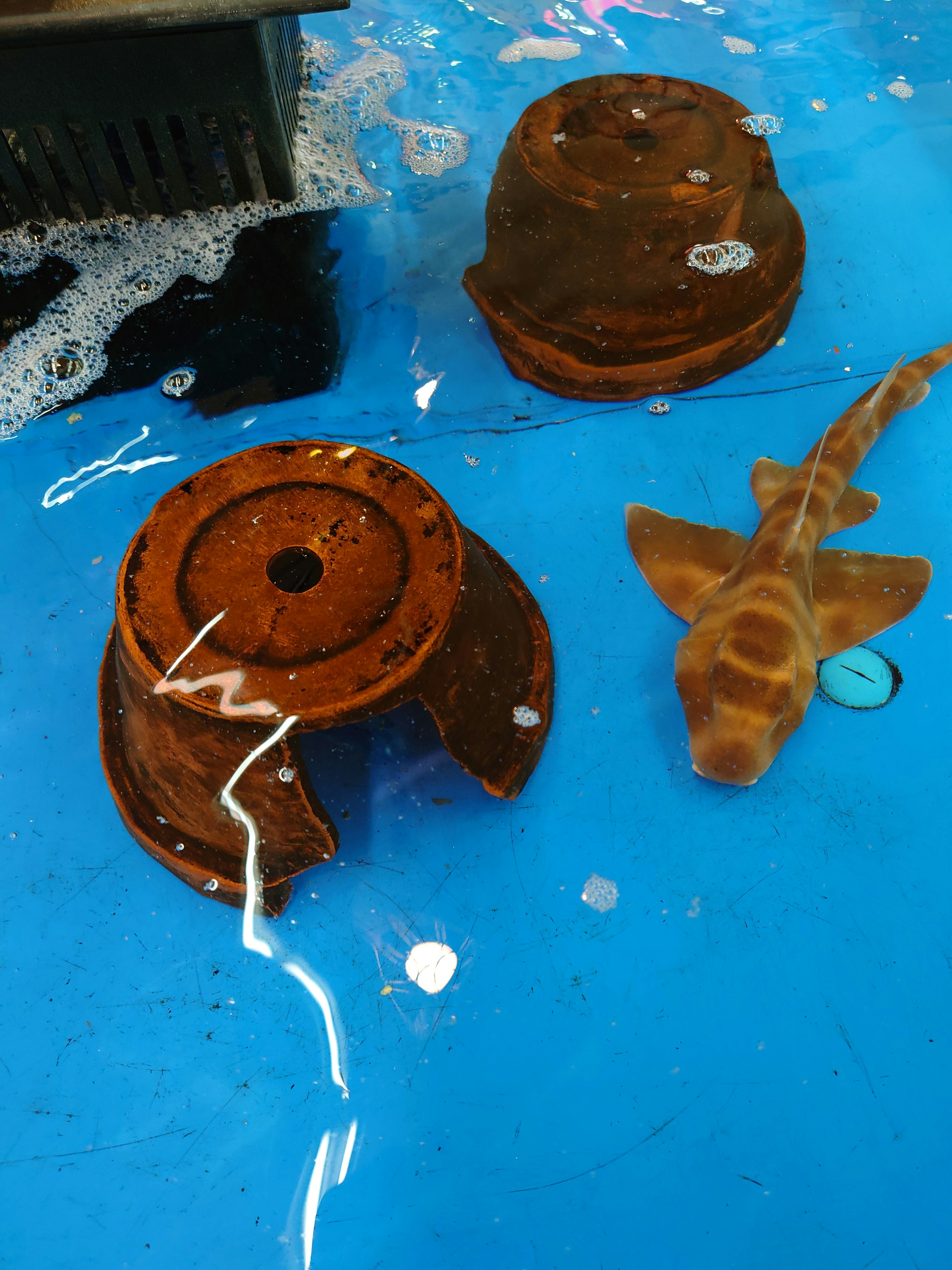 Brown shark and two orange objects submerged in blue water