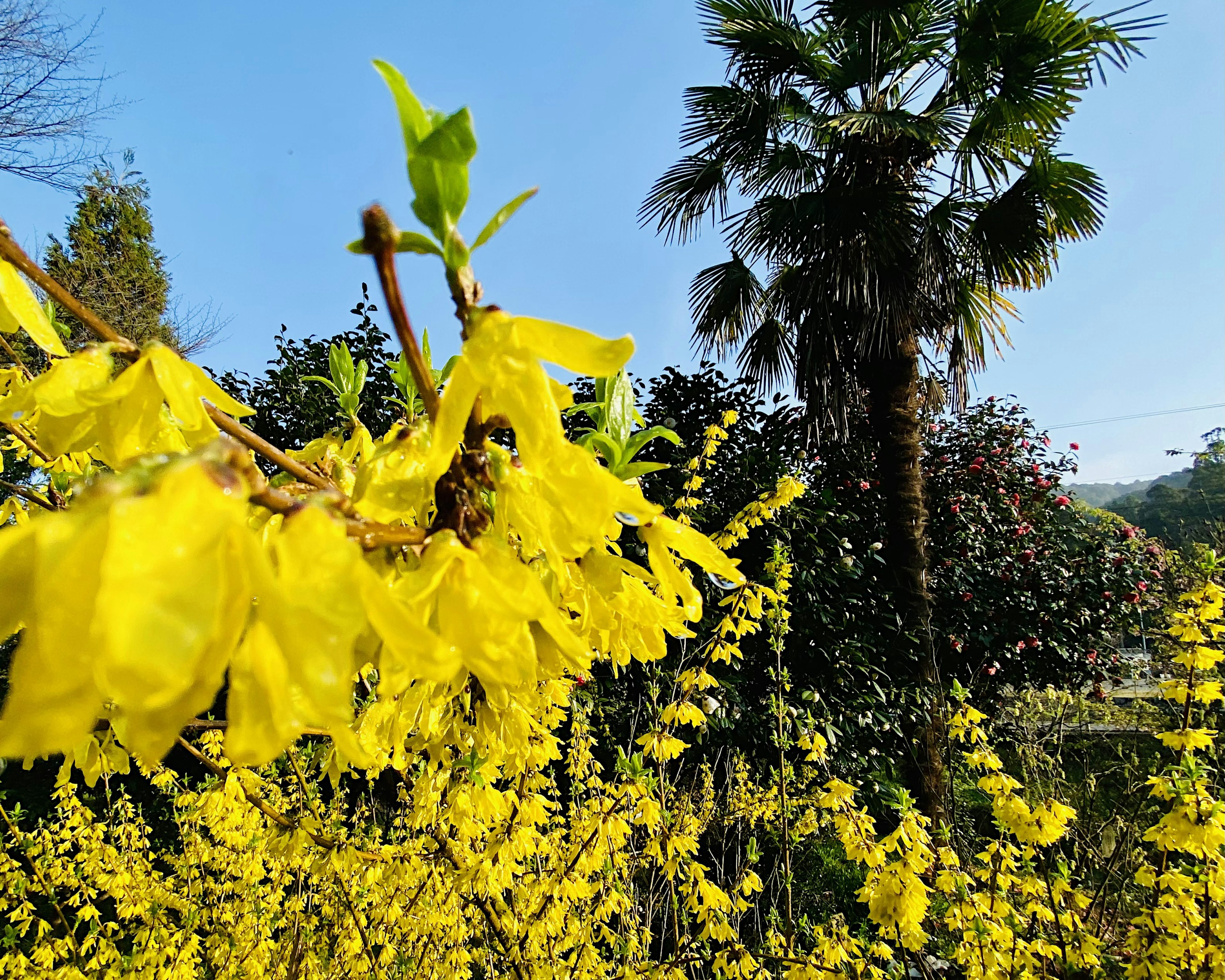 Bright yellow flowers blooming with a palm tree in the background