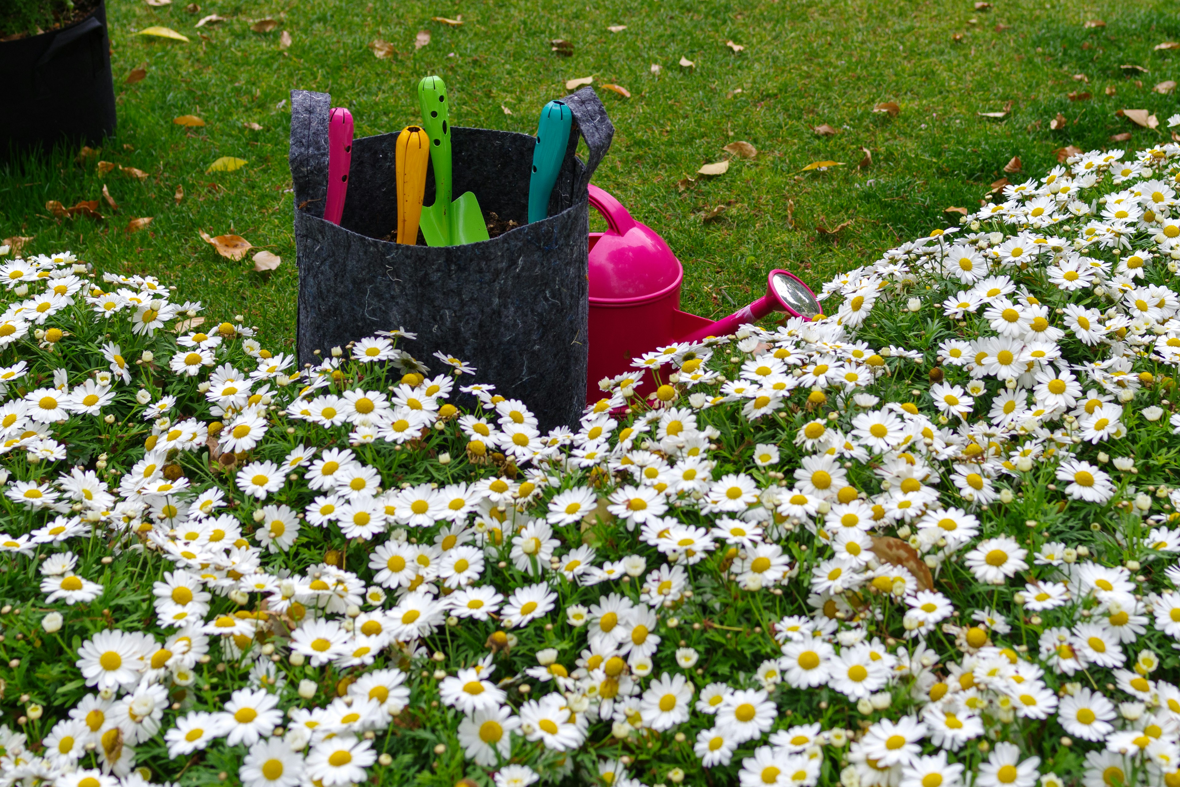 Un jardín lleno de flores blancas con herramientas de jardinería de colores y una regadera rosa