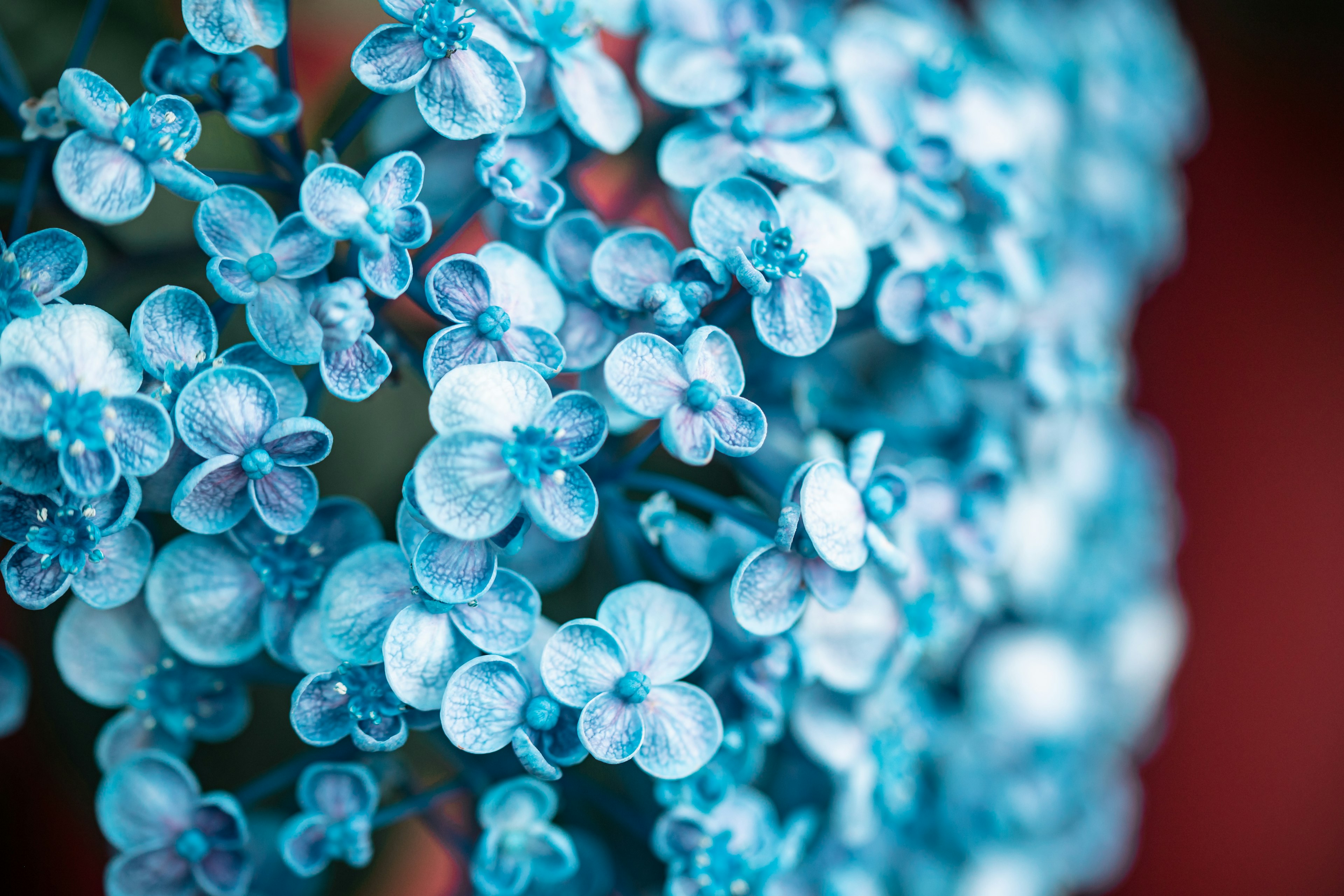 Close-up of blue flowers showcasing delicate petals and leaves