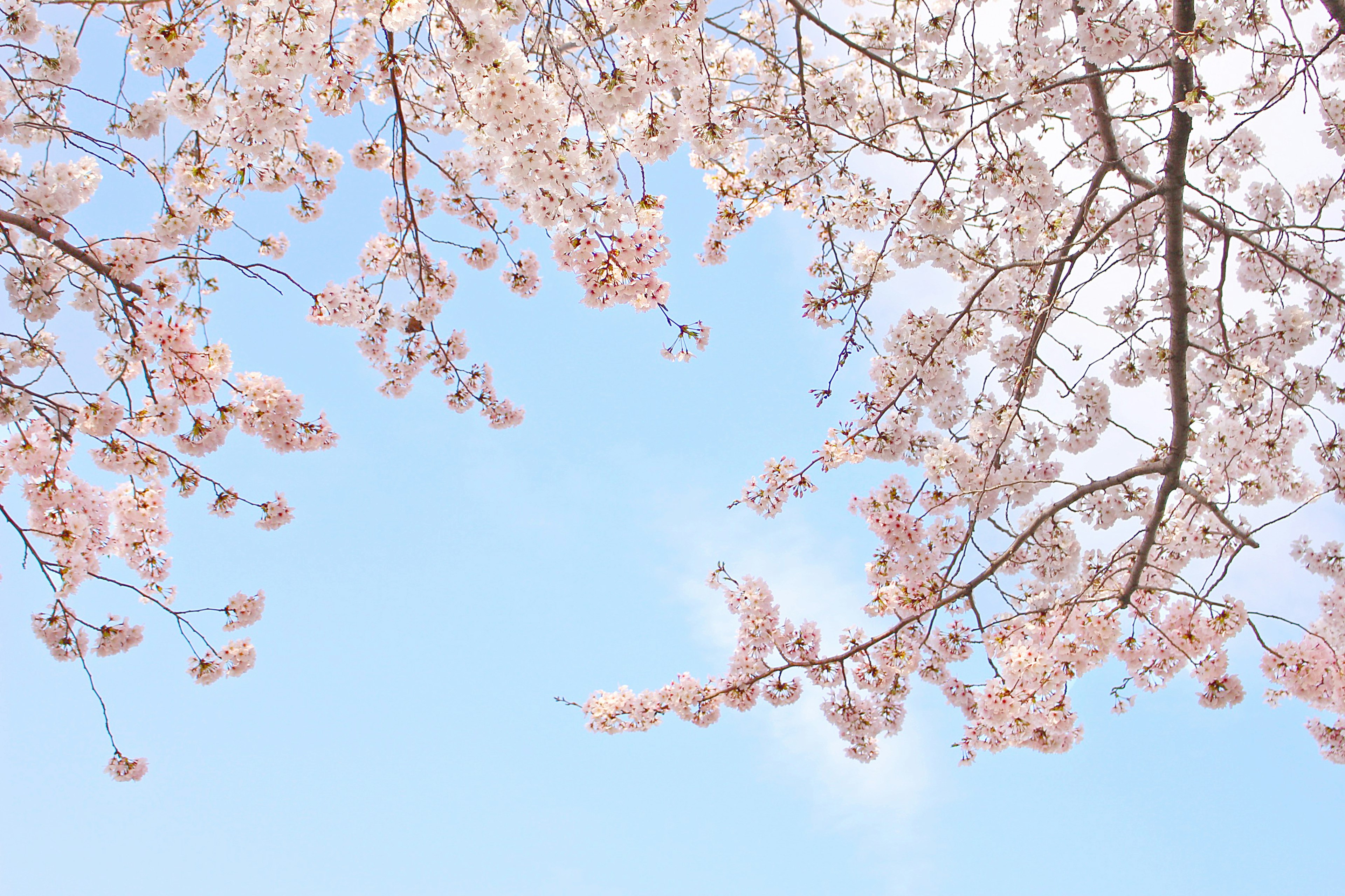 Cabang bunga sakura di bawah langit biru cerah