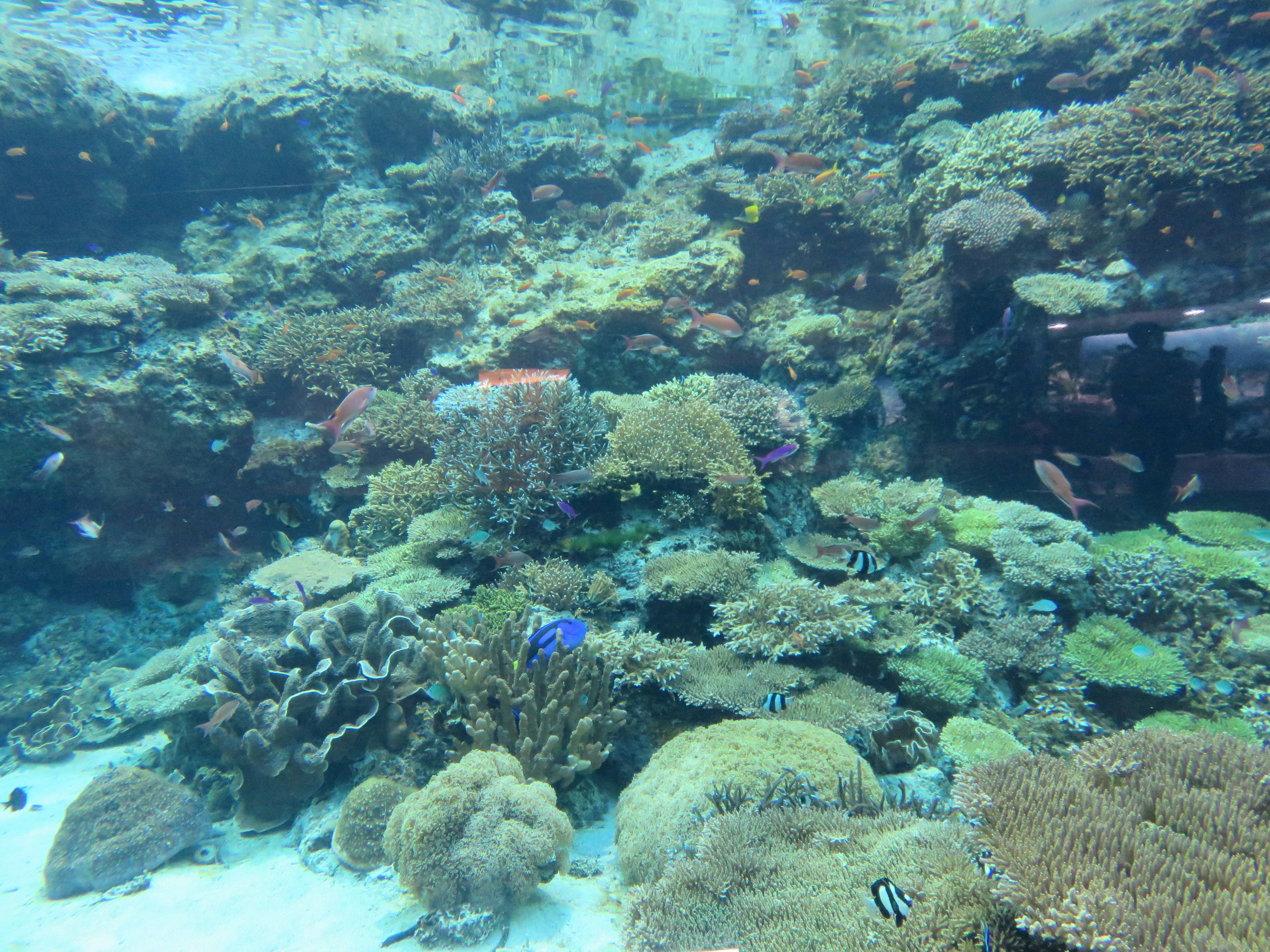 Scène sous-marine vibrante avec des coraux colorés et des poissons