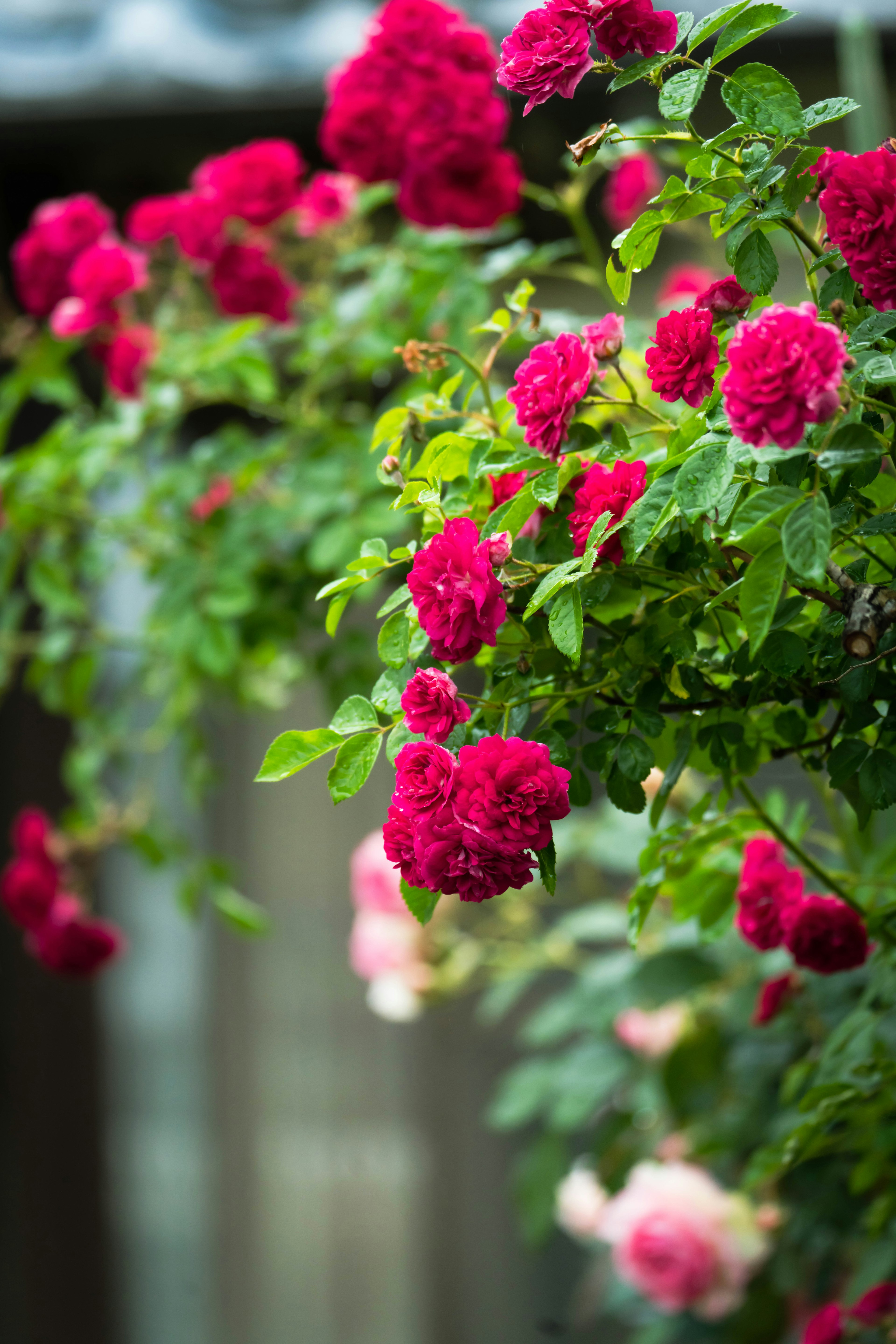 鮮やかな赤いバラの花が咲いている風景 緑の葉と背景にぼんやりした窓が見える