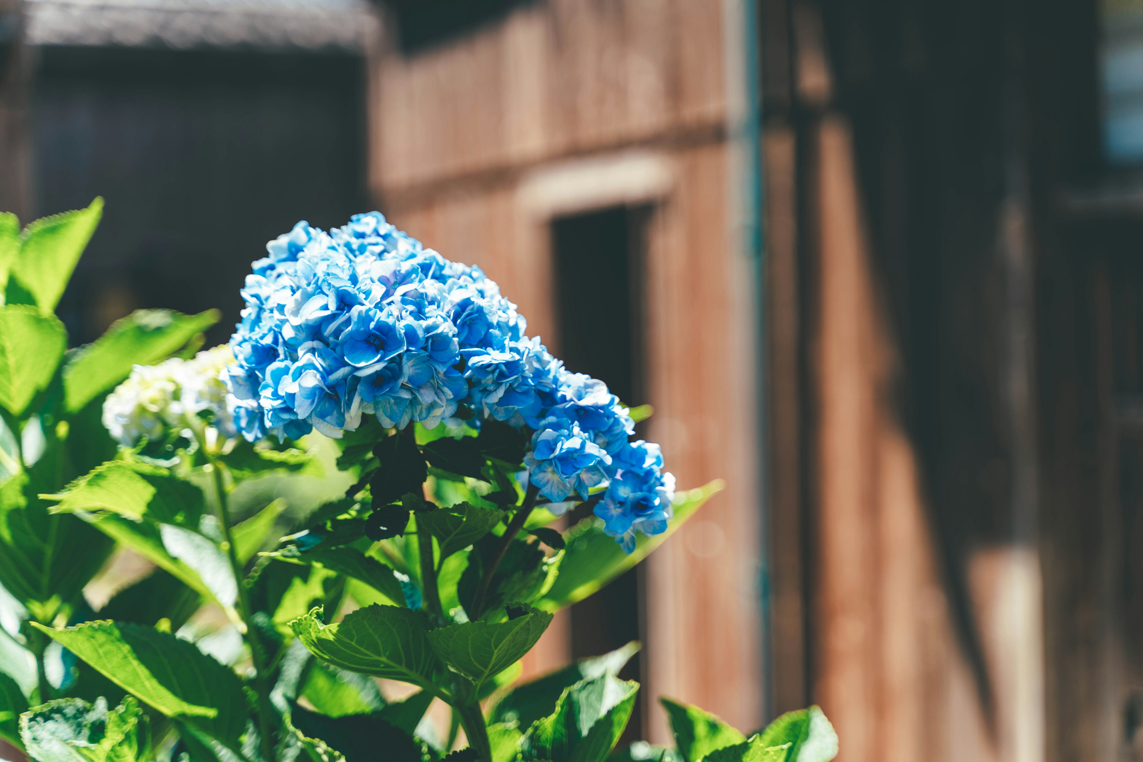 Fiore di ortensia blu che sboccia tra foglie verdi con un muro di legno sullo sfondo