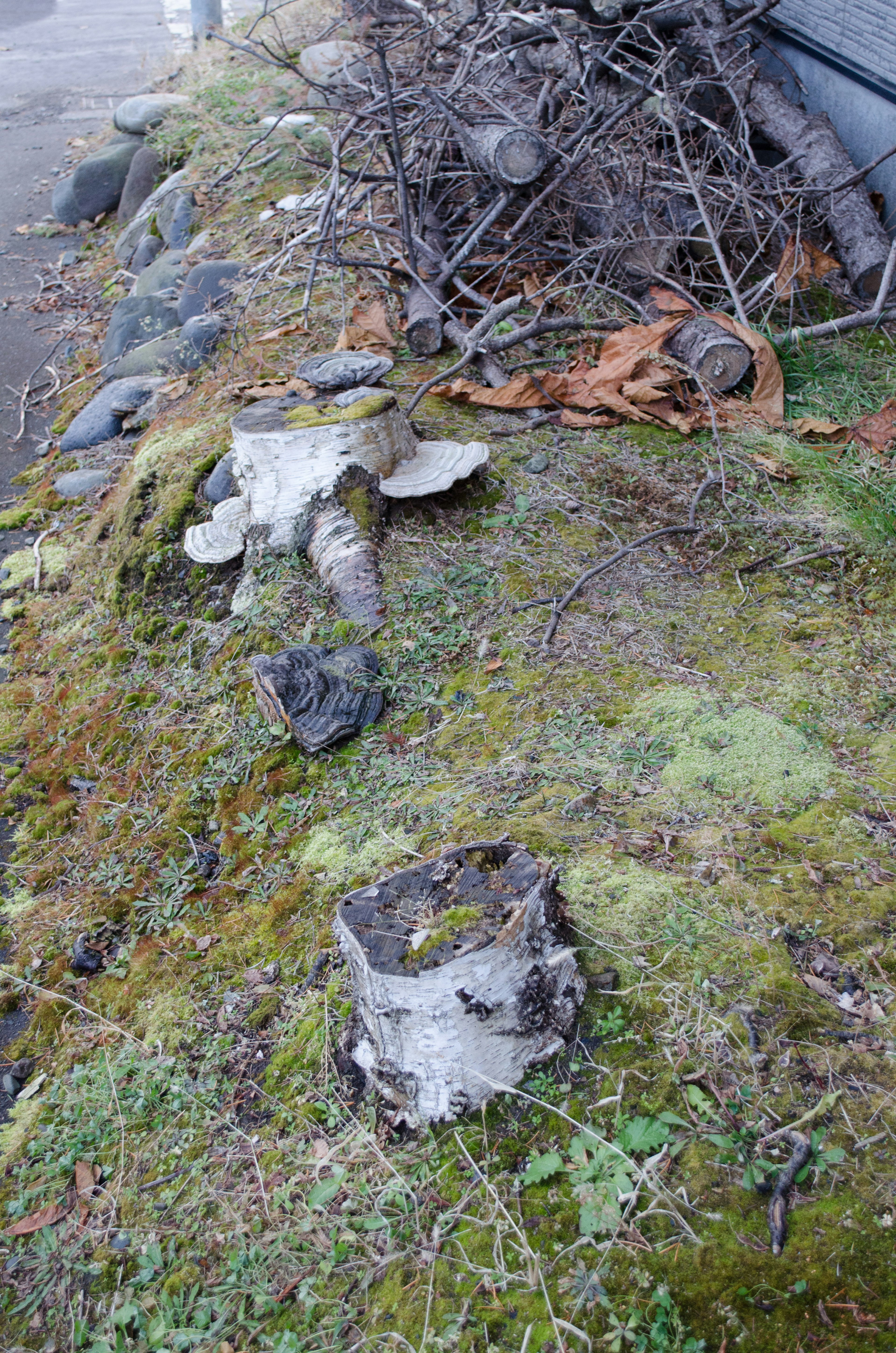 A landscape with tree stumps and stone objects on mossy ground