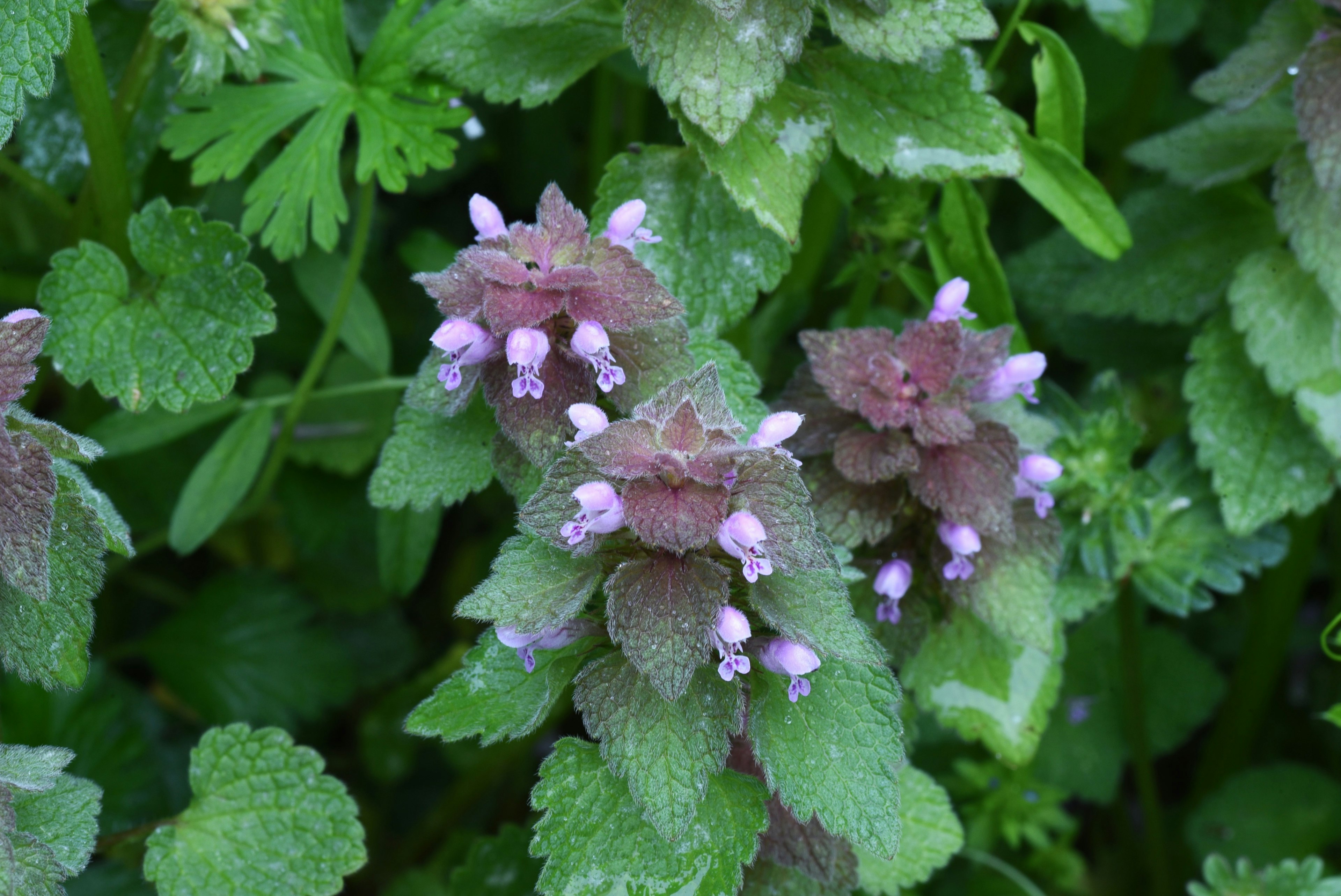 Cluster of green plants with small purple flowers