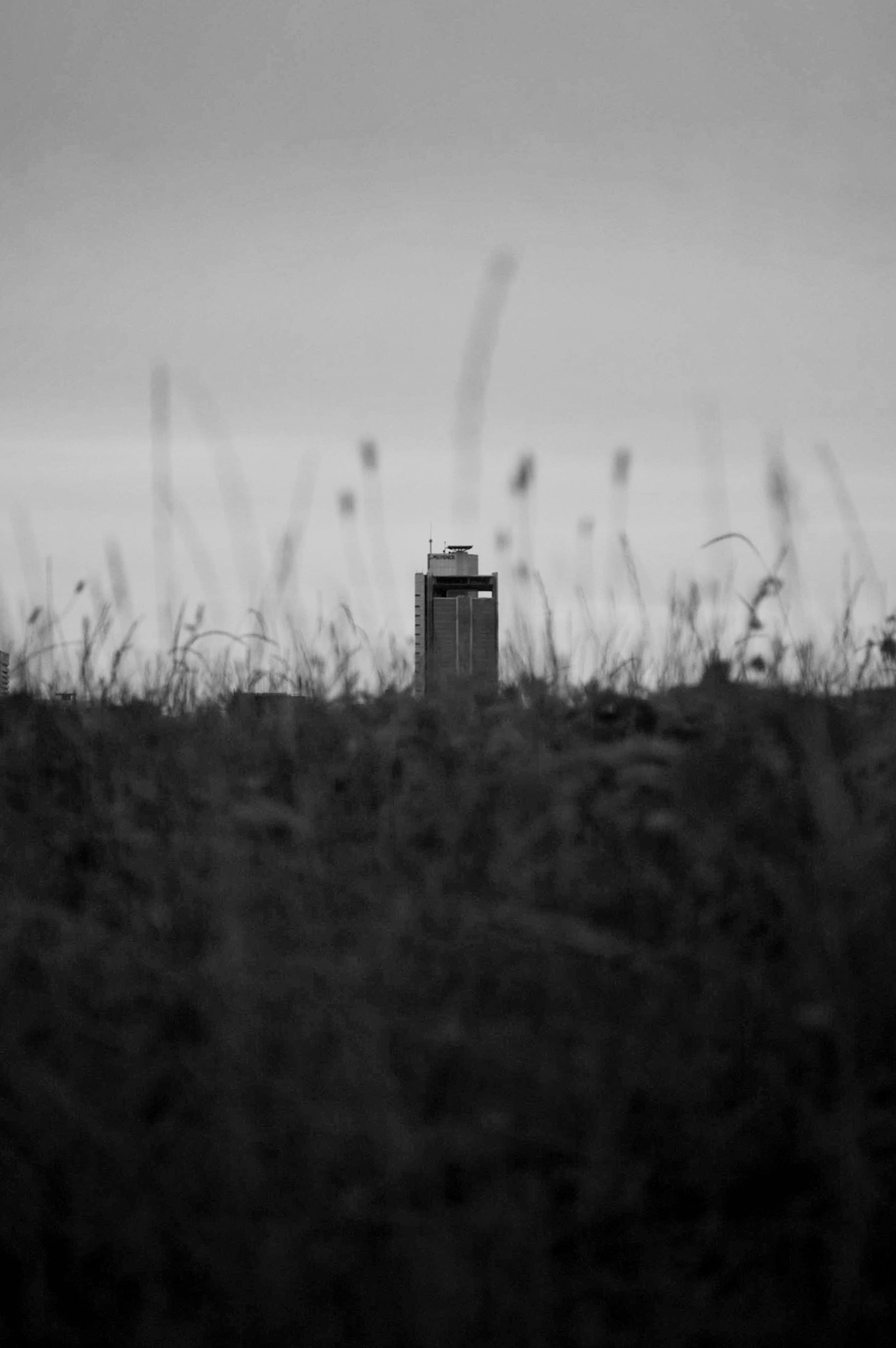 Black and white image of a lighthouse standing among tall grass