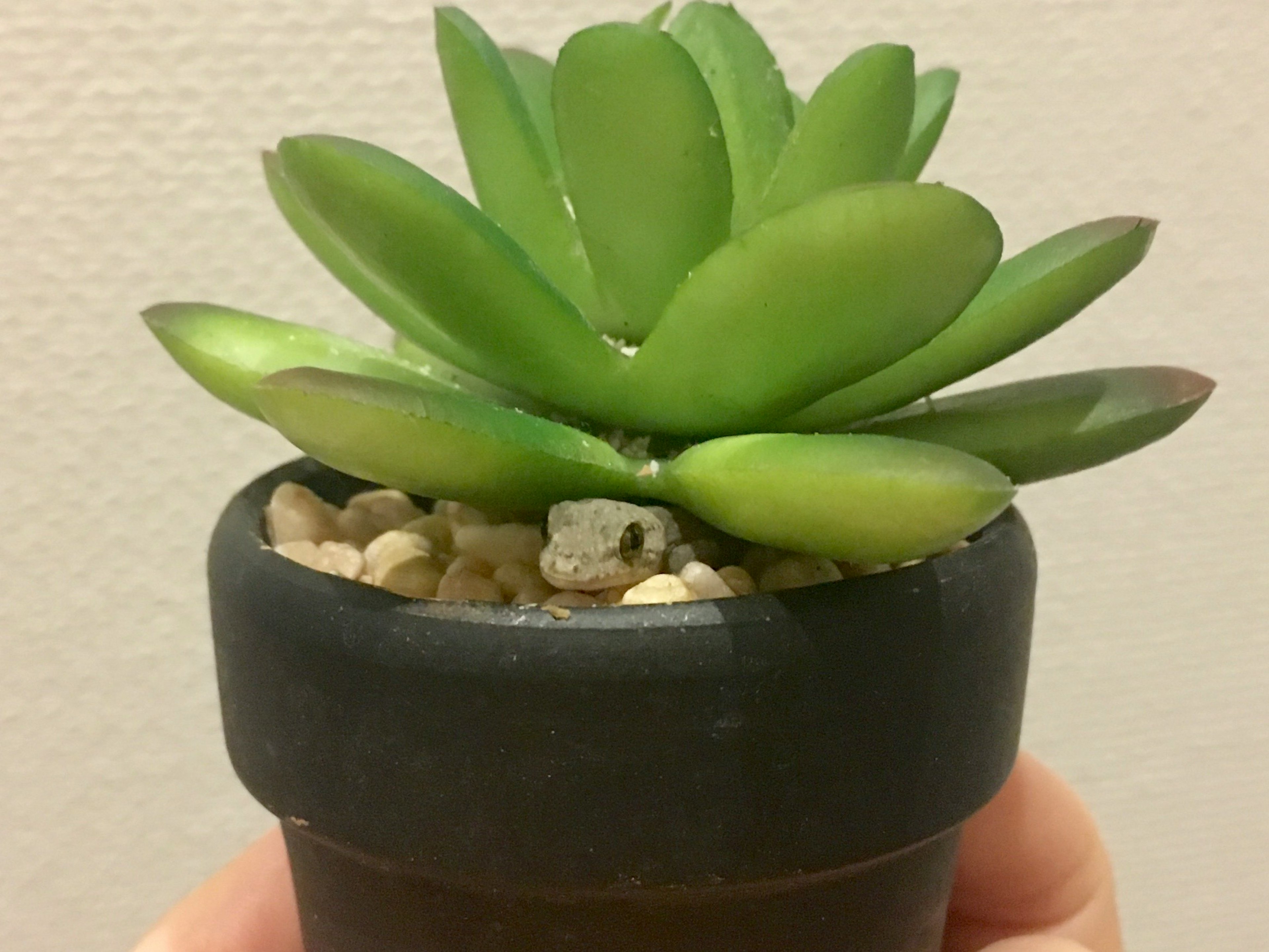 Close-up of a succulent plant in a black pot