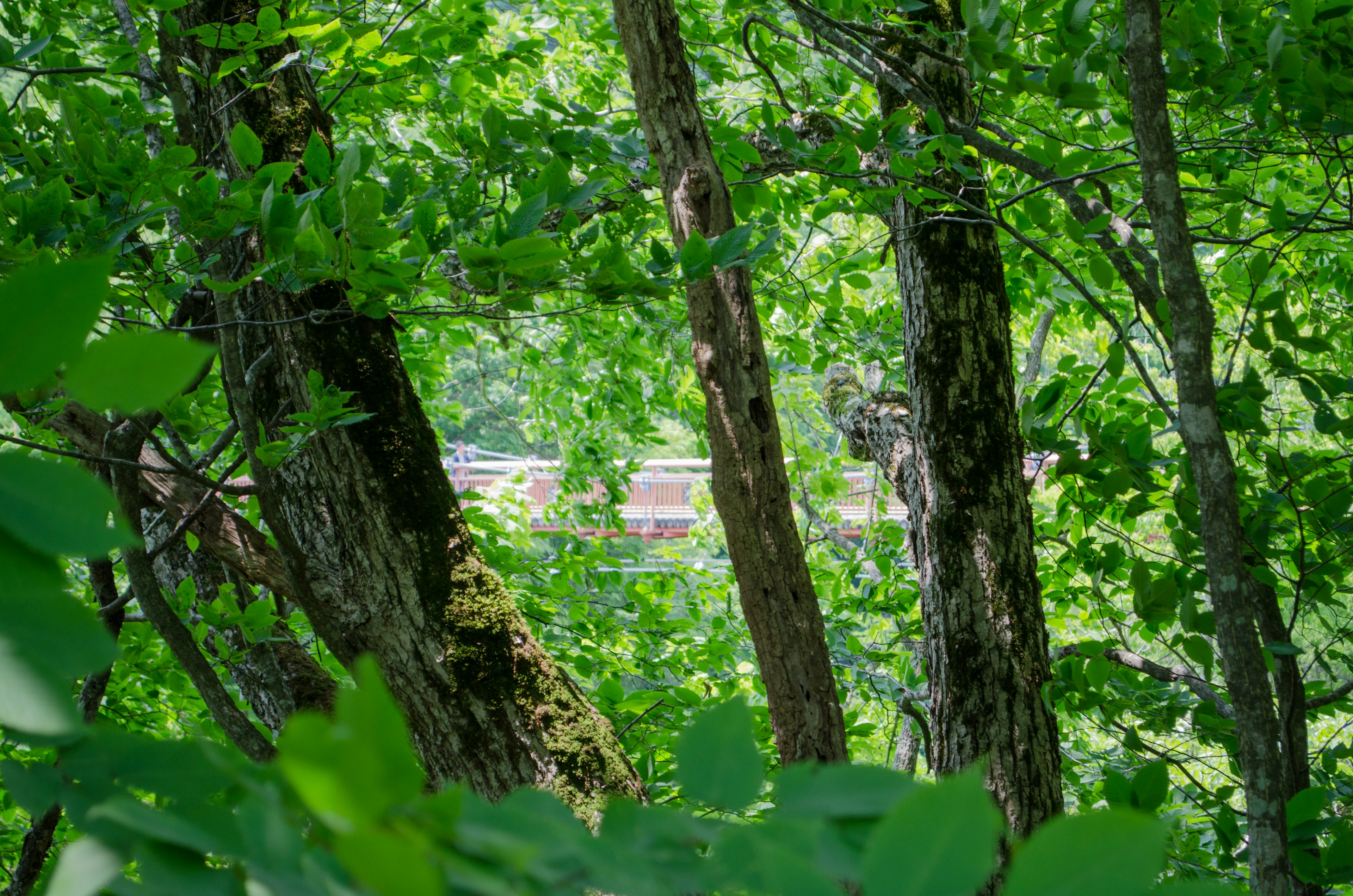 Une vue à travers des arbres verdoyants