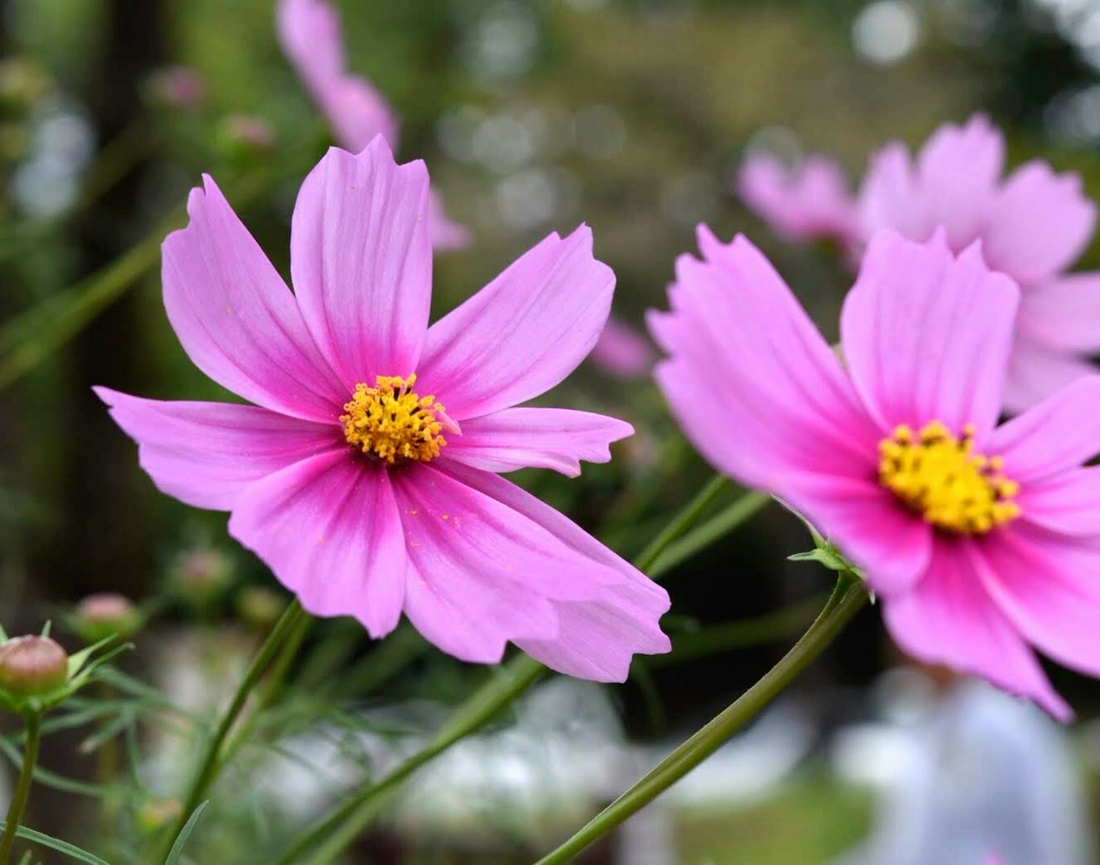 Fiori di cosmos rosa che sbocciano in un giardino