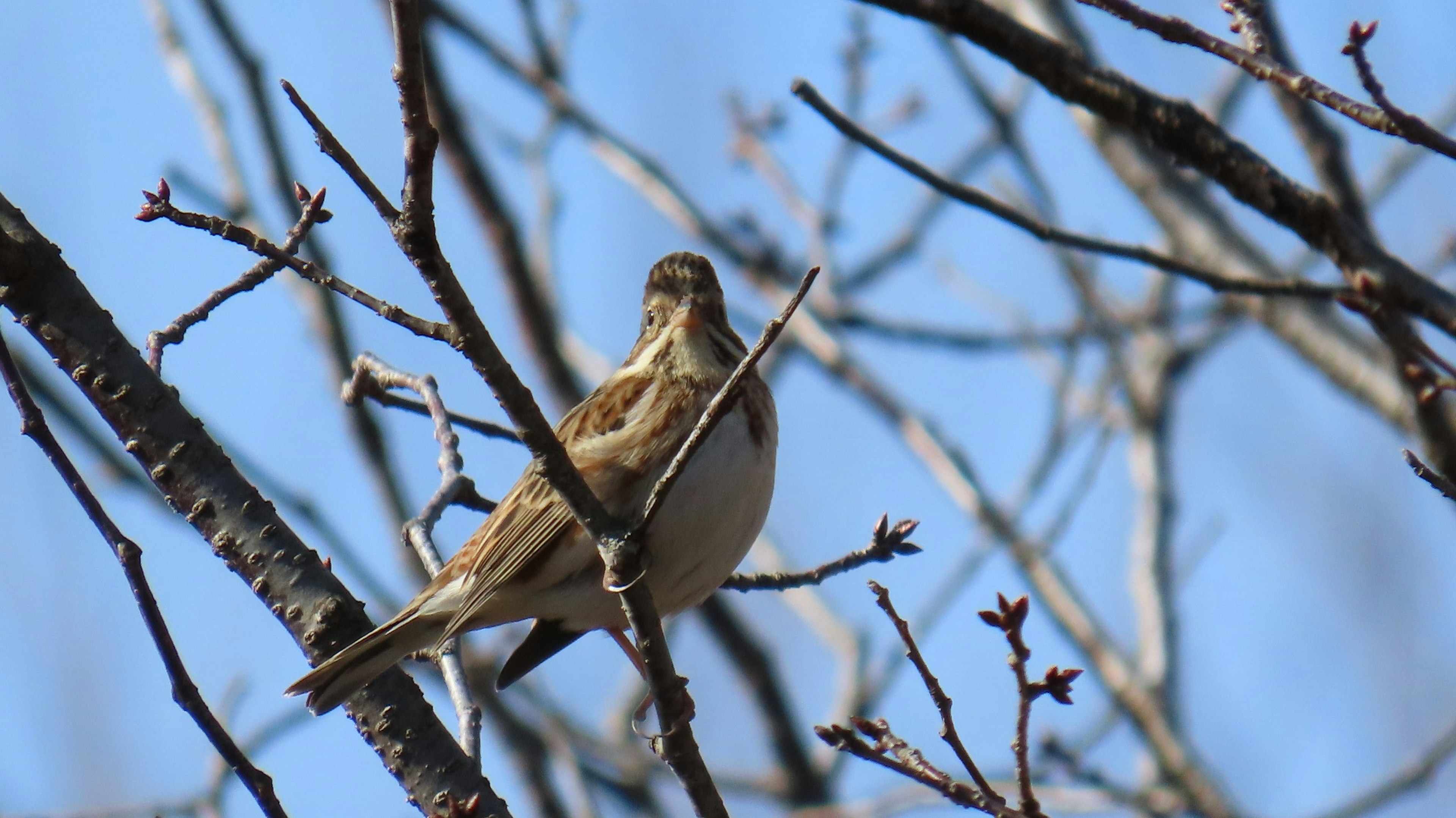 Ein kleiner Vogel sitzt auf einem Ast unter einem blauen Himmel