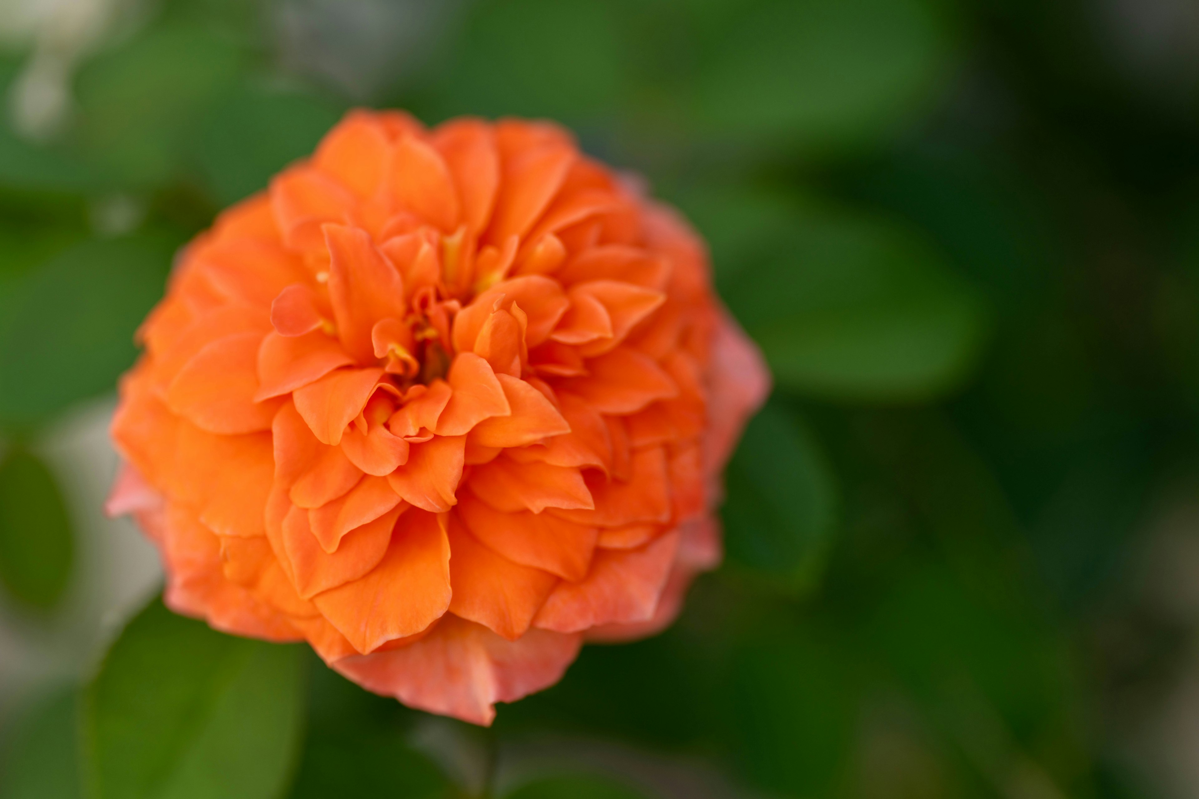 Leuchtende orange Blüte zwischen grünen Blättern