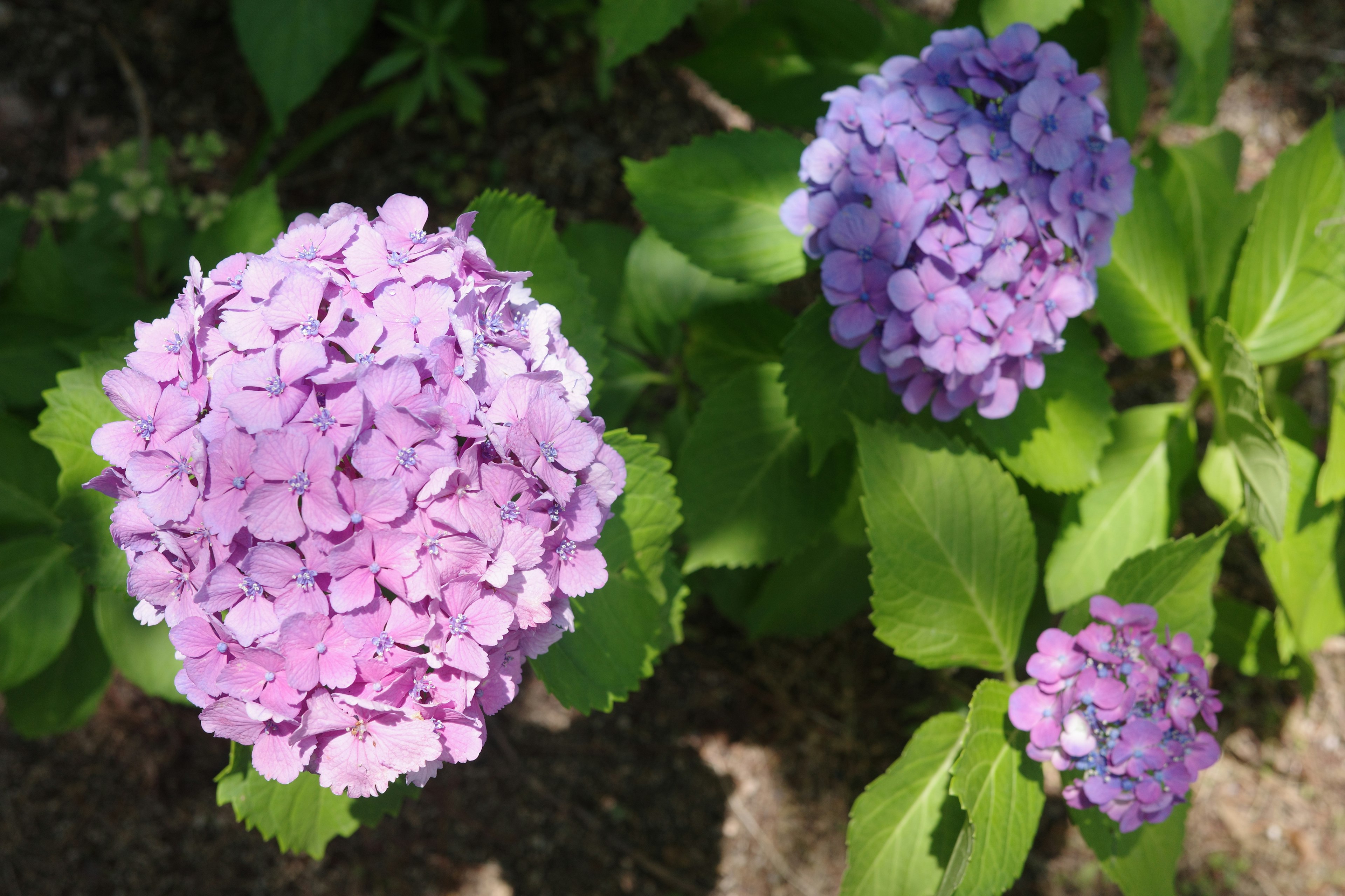 紫色のアジサイの花が緑の葉に囲まれて咲いている