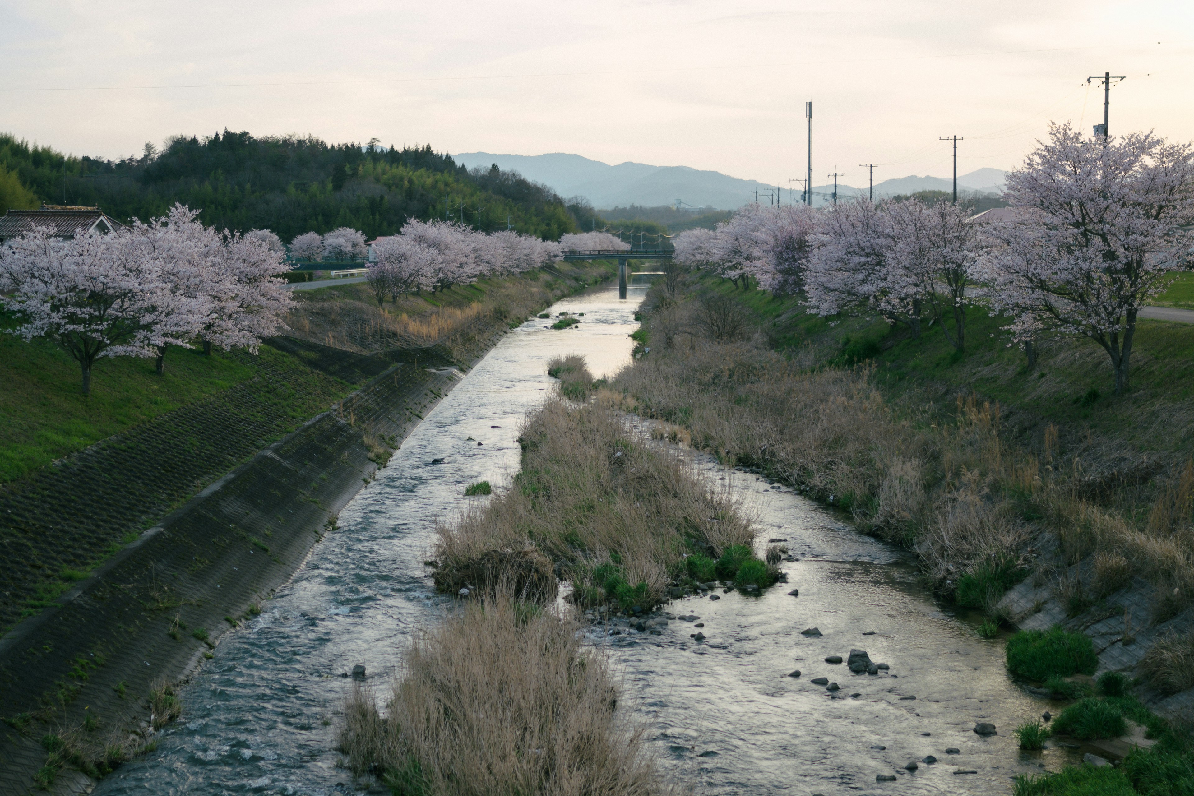 Vista escénica de un río bordeado de cerezos en flor