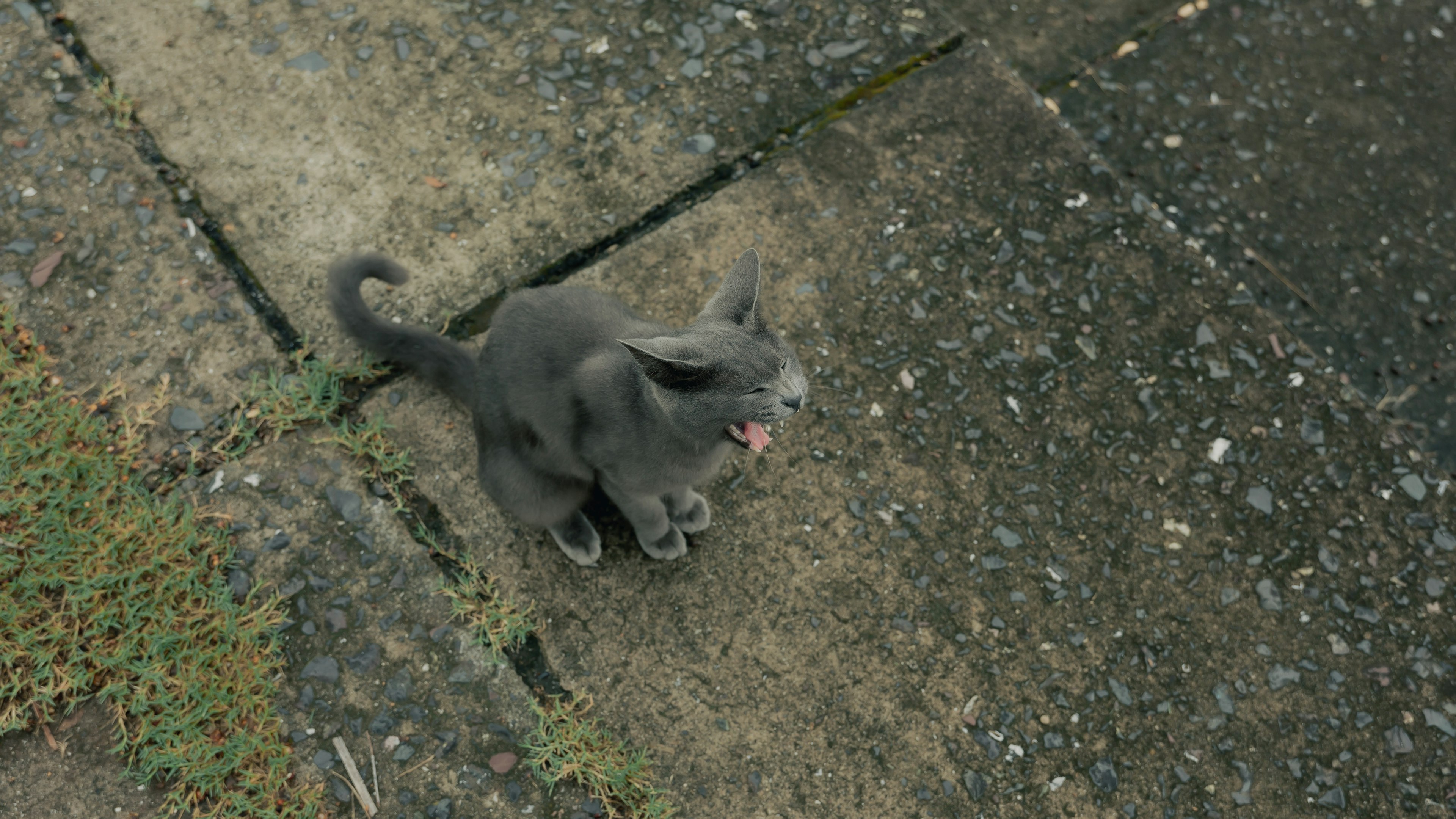 Gatto grigio seduto a terra