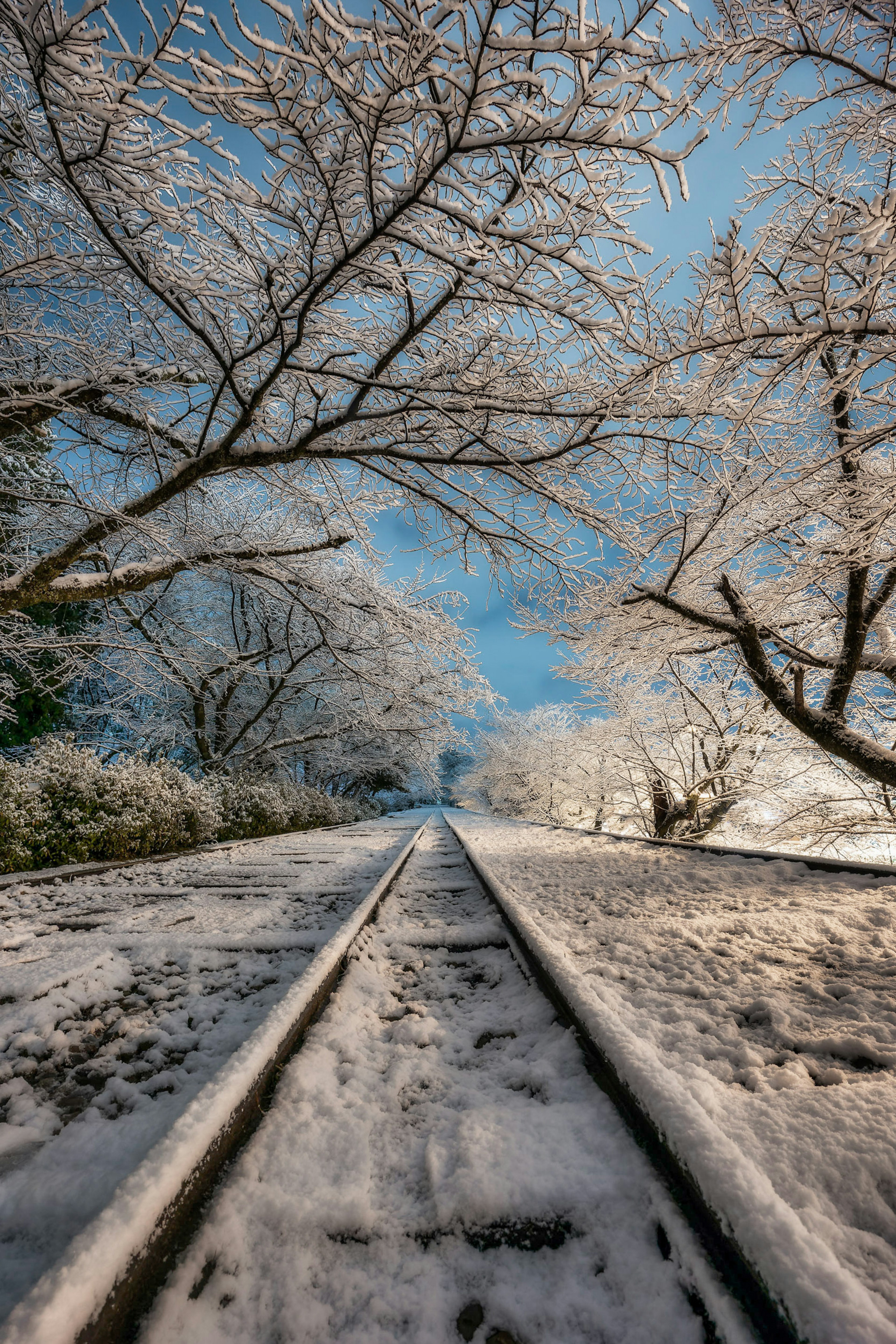 Vías de tren cubiertas de nieve bajo árboles helados