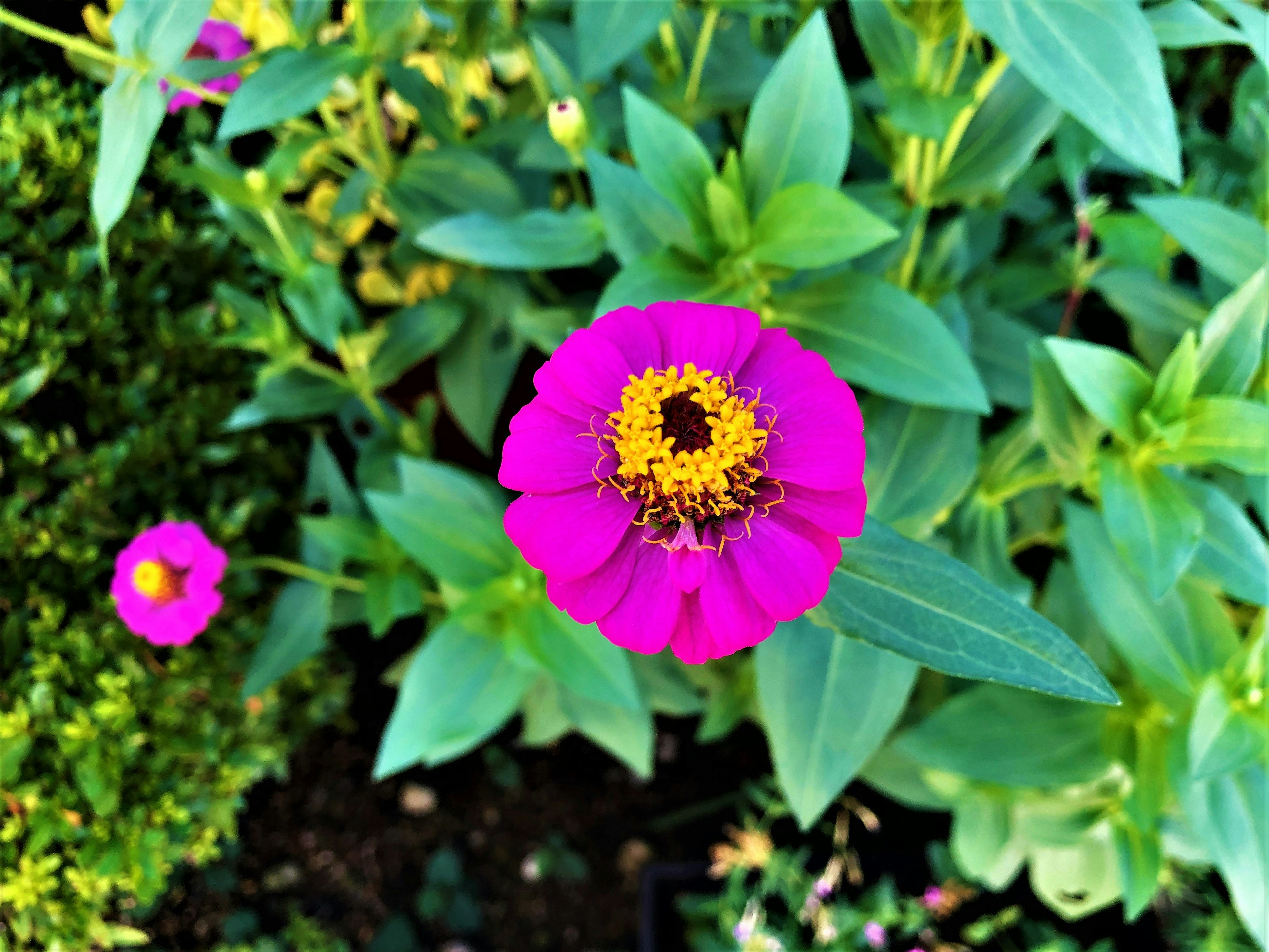 Flor rosa vibrante con centro amarillo rodeada de hojas verdes