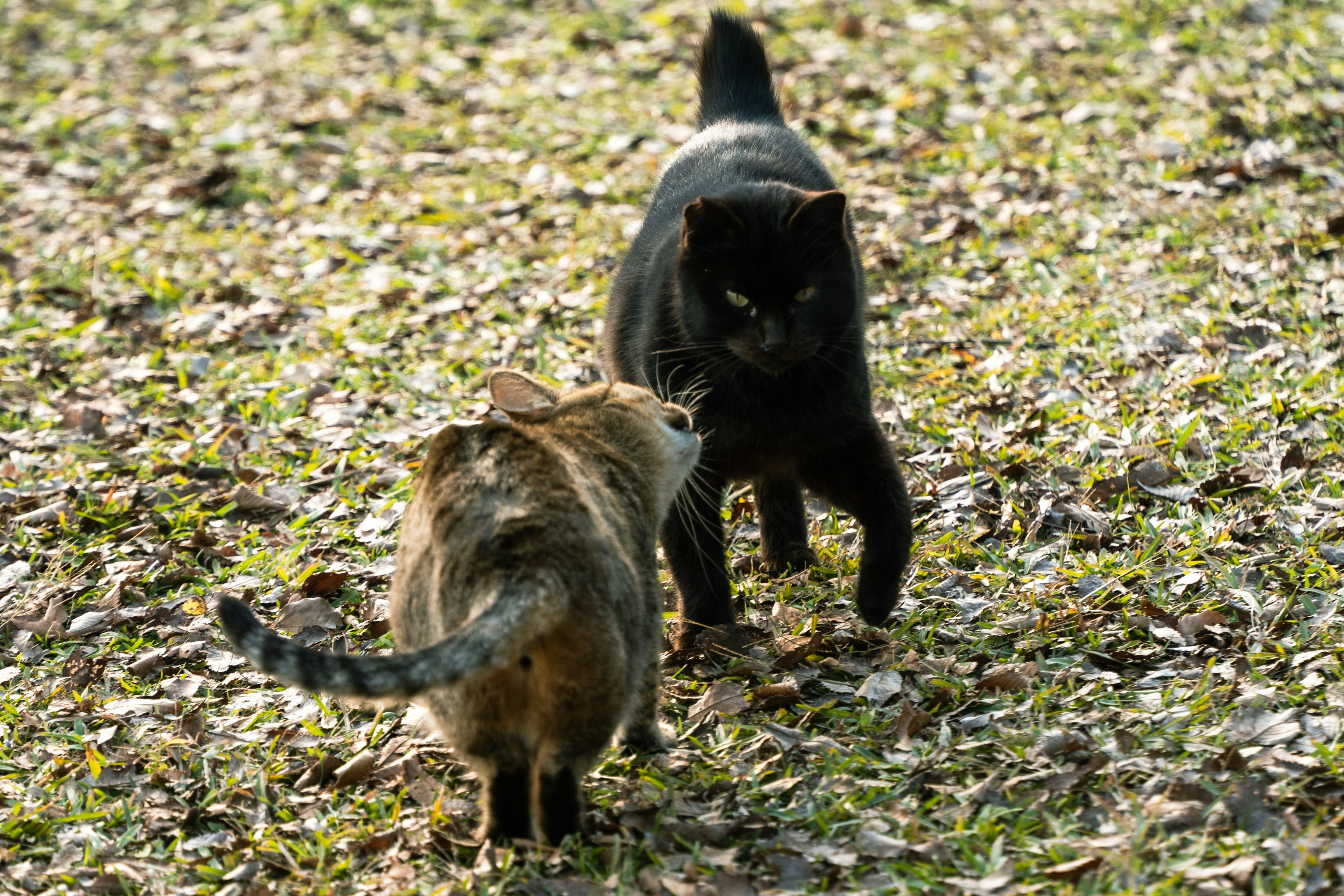 Two cats facing each other on grass