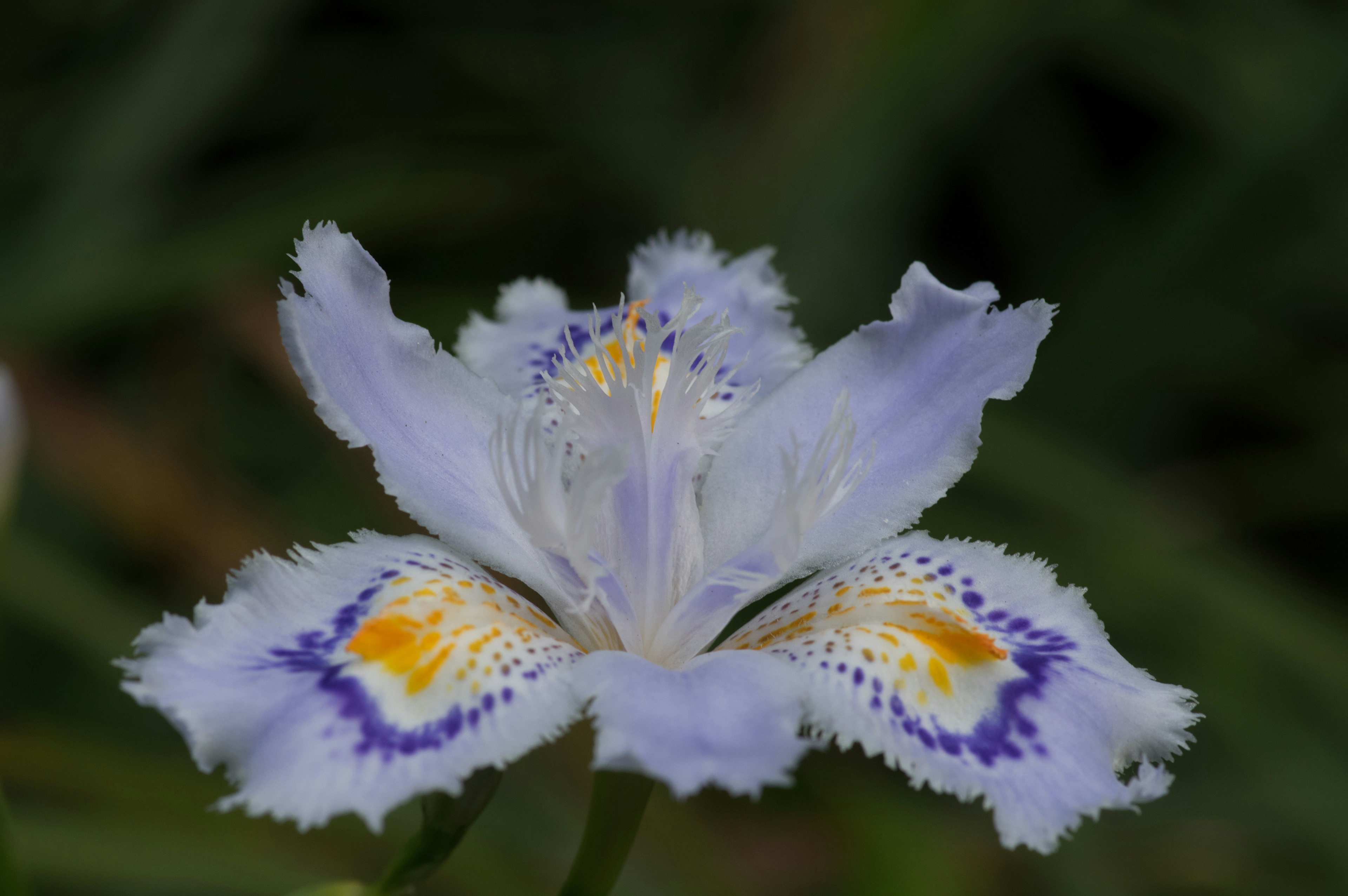 特写一朵美丽的花，浅紫色花瓣带有黄色和紫色斑点