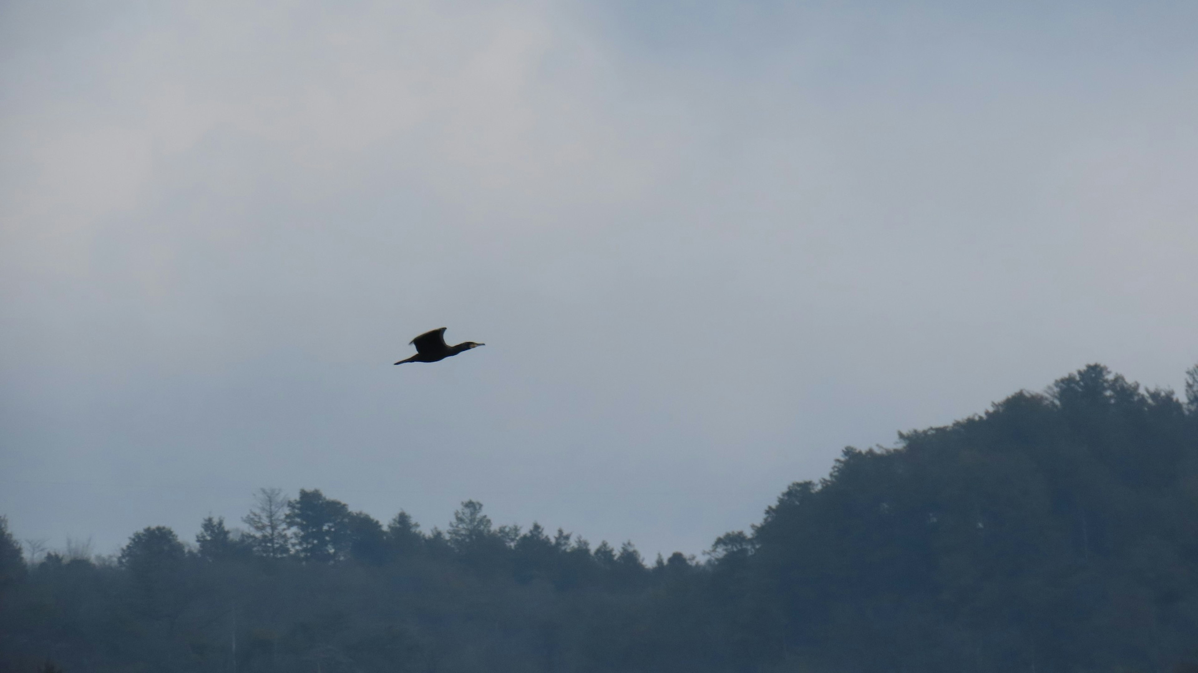 青い空を背景に飛ぶ黒い鳥と山のシルエット