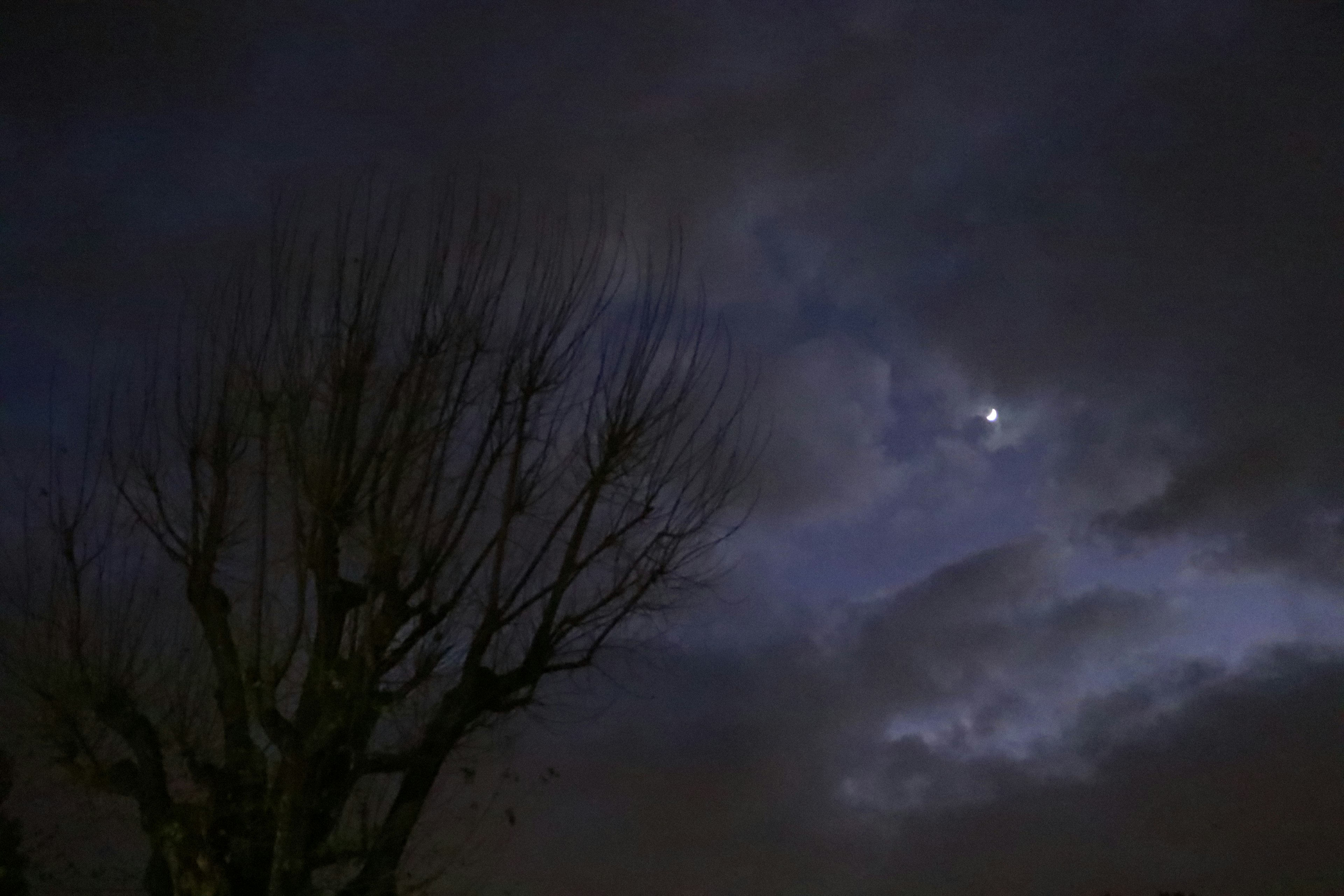 Silhouette di un albero spoglio contro un cielo scuro con una luna visibile