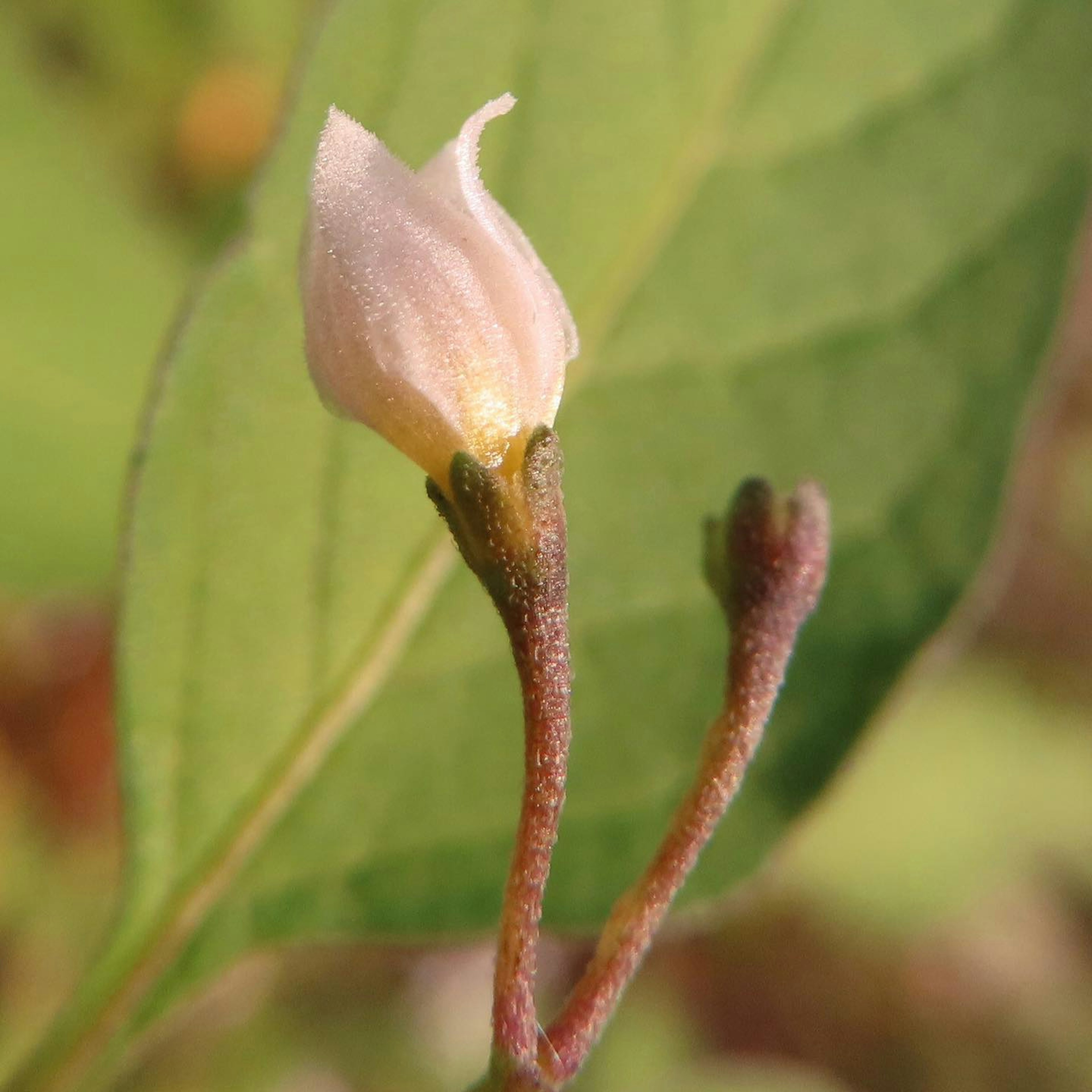 Bunga kuncup merah muda muncul di antara daun hijau