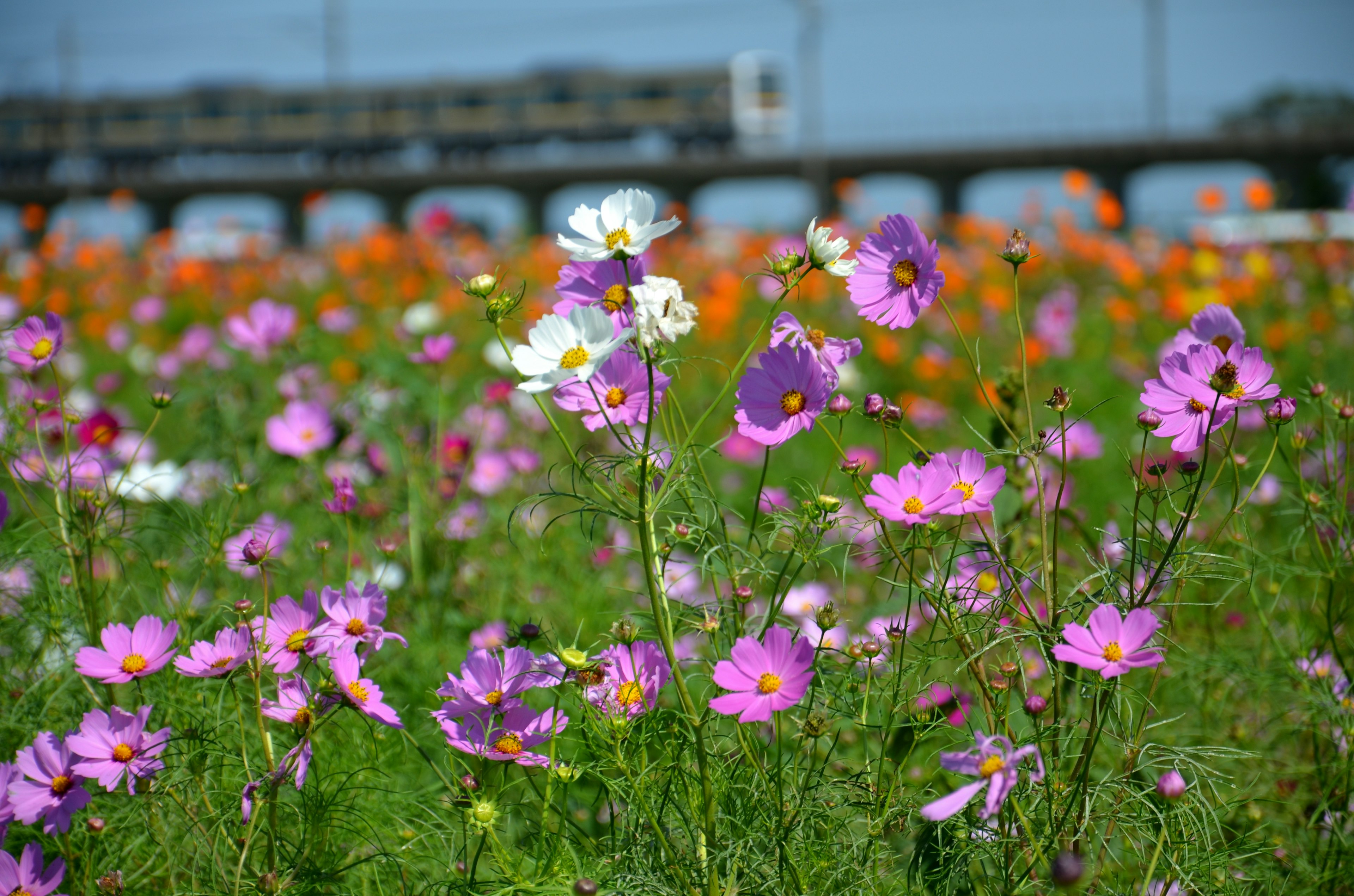 A vibrant field of flowers with a train passing in the background