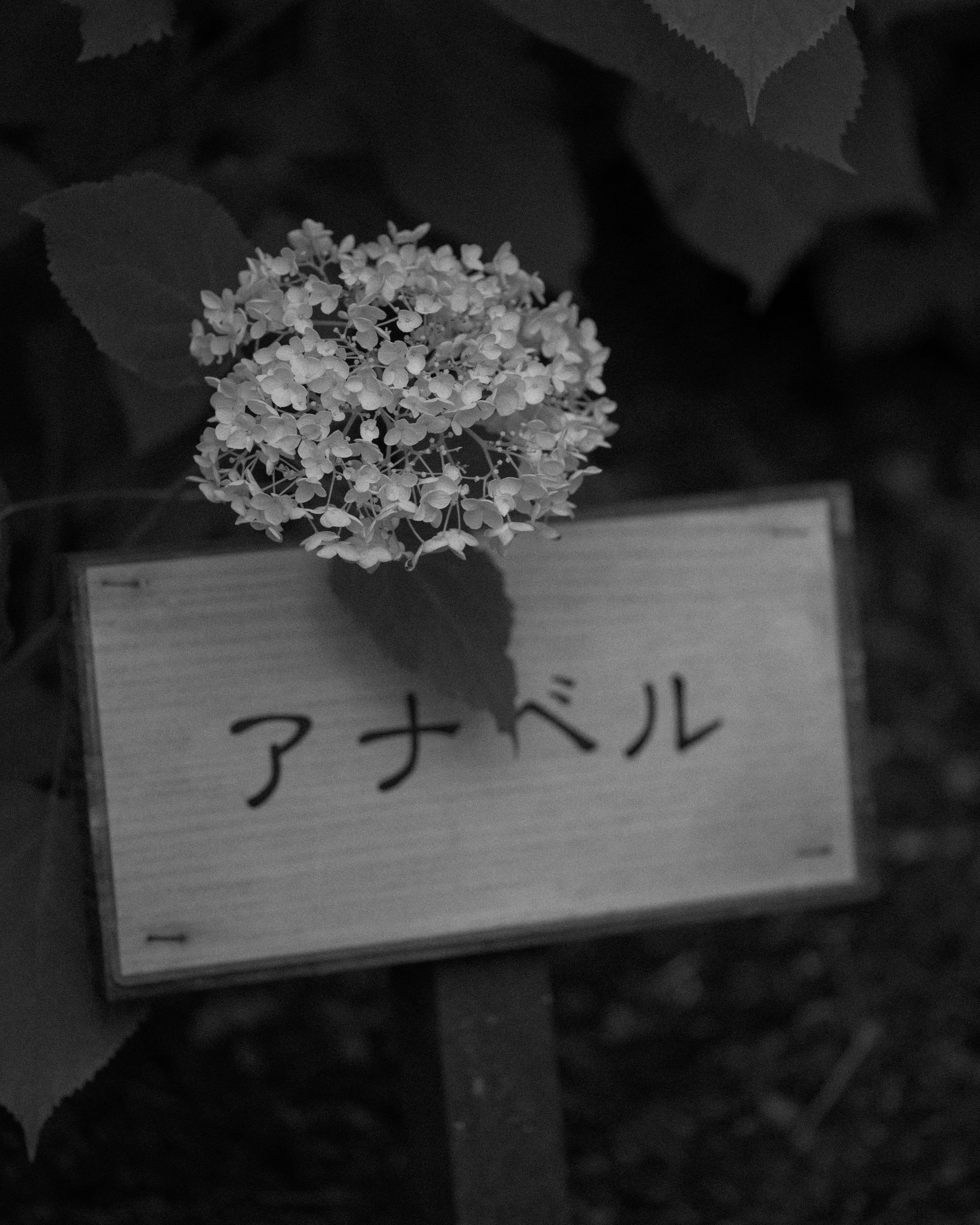 Black and white image of Annabelle flower with a sign displaying its name